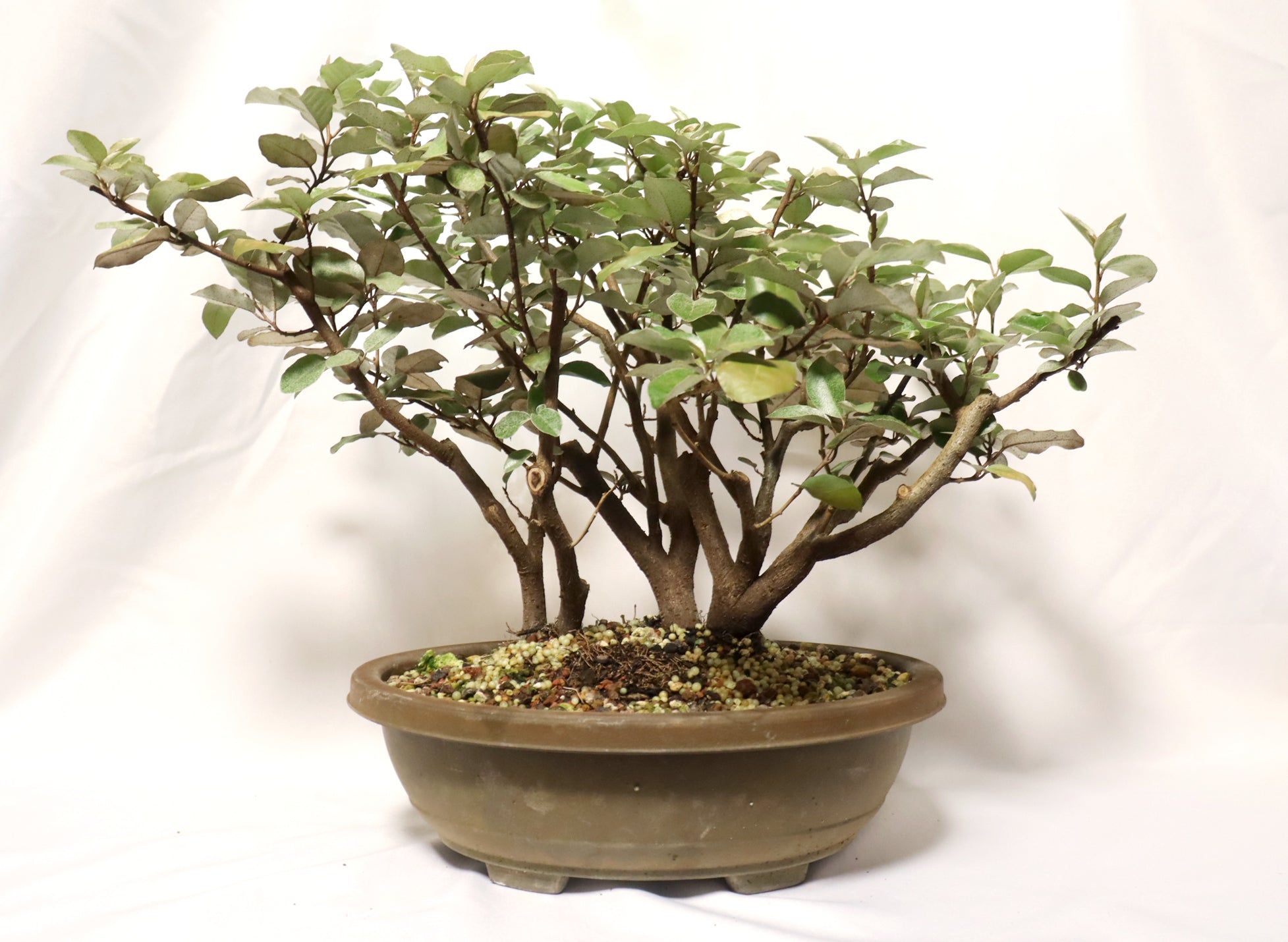 Elaeagnus (Silver Berry) in a Plastic Training Container