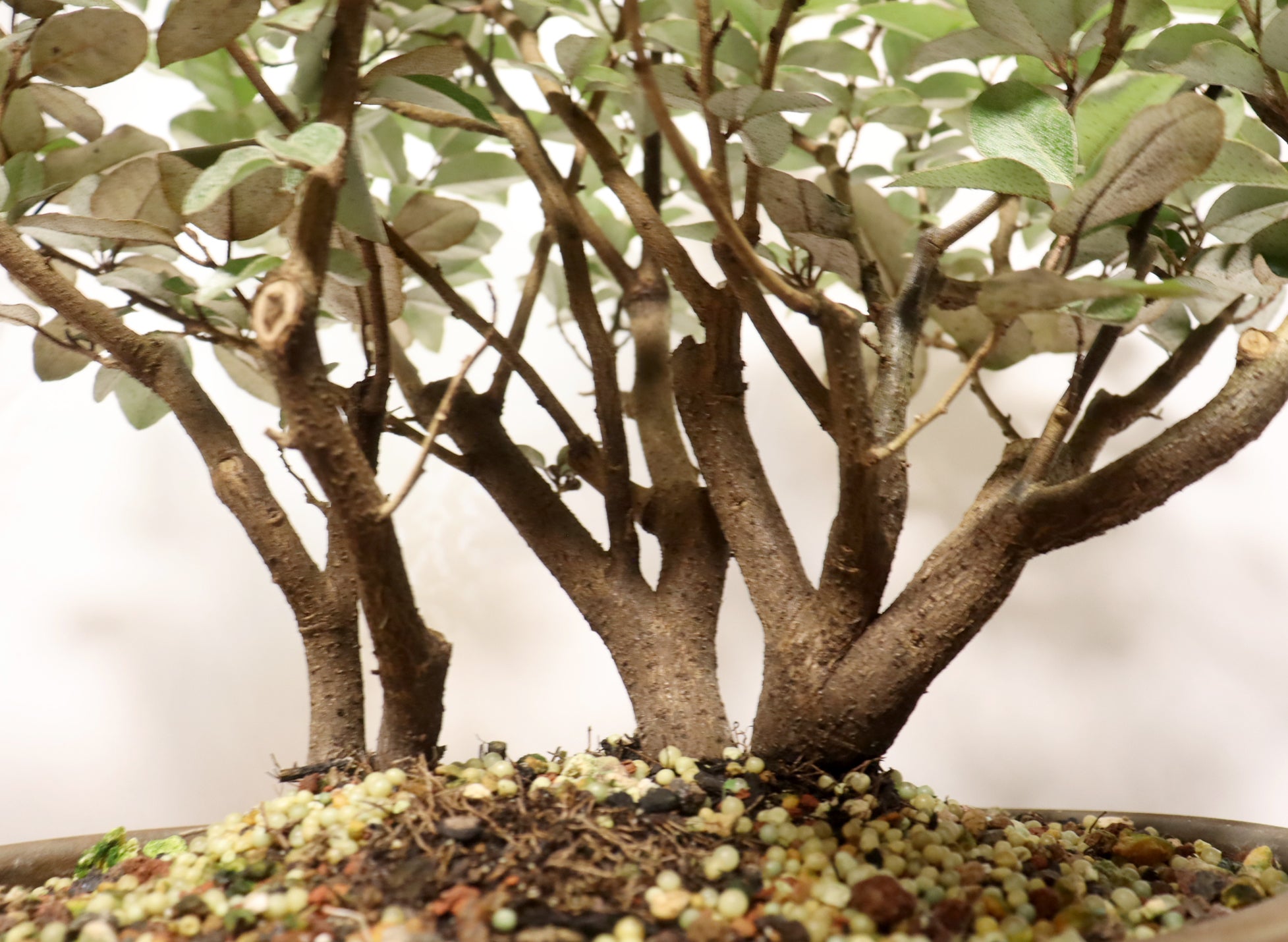 Elaeagnus (Silver Berry) in a Plastic Training Container