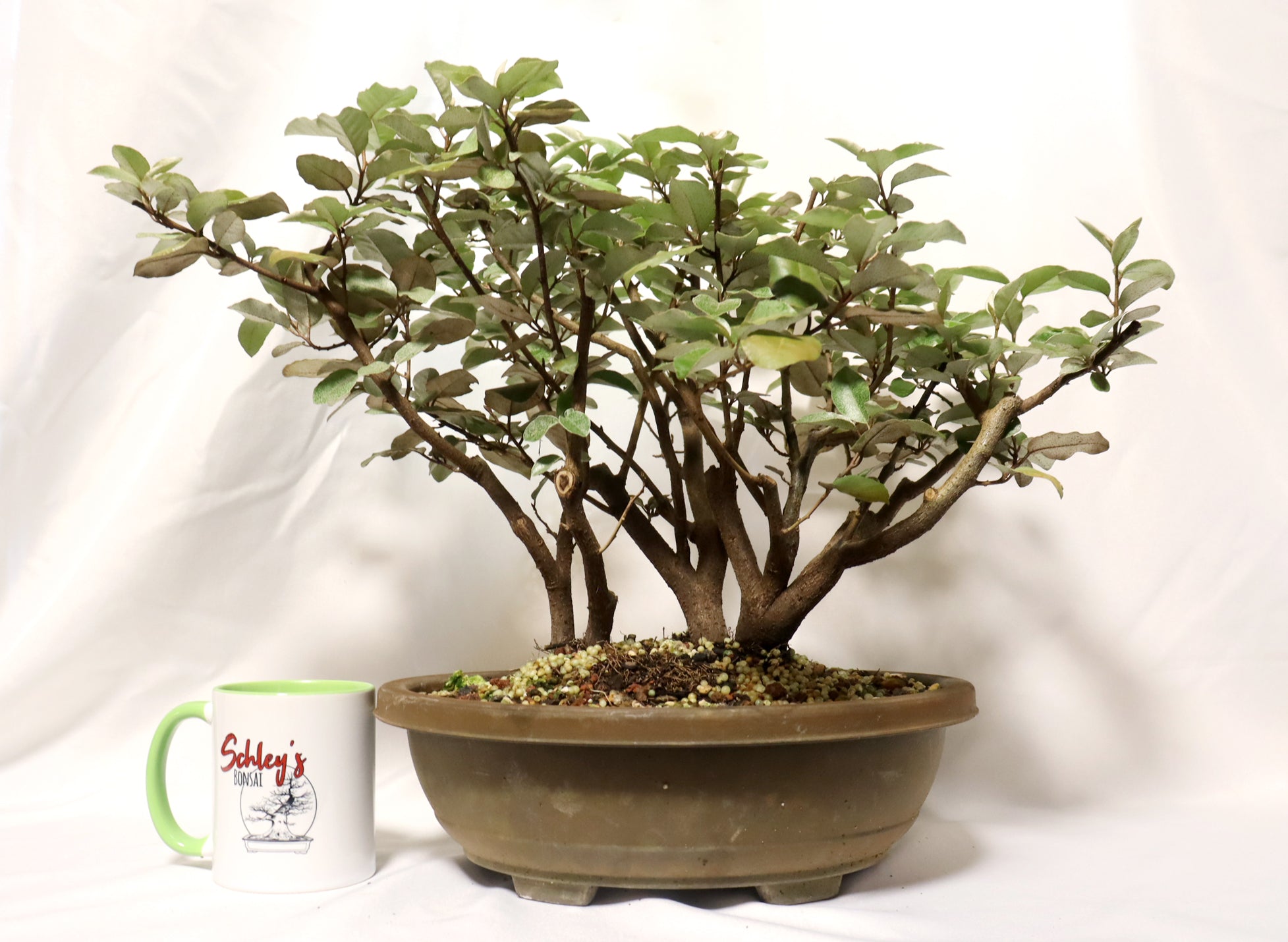 Elaeagnus (Silver Berry) in a Plastic Training Container