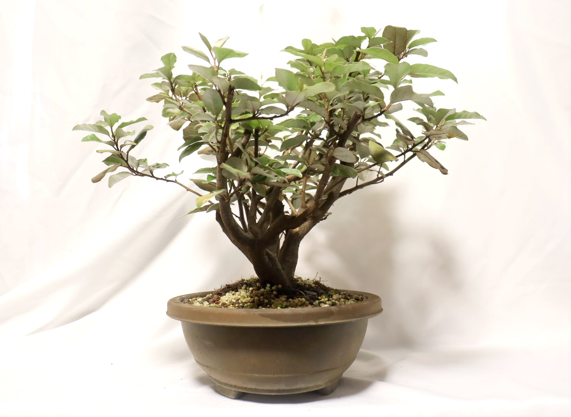 Elaeagnus (Silver Berry) in a Plastic Training Container