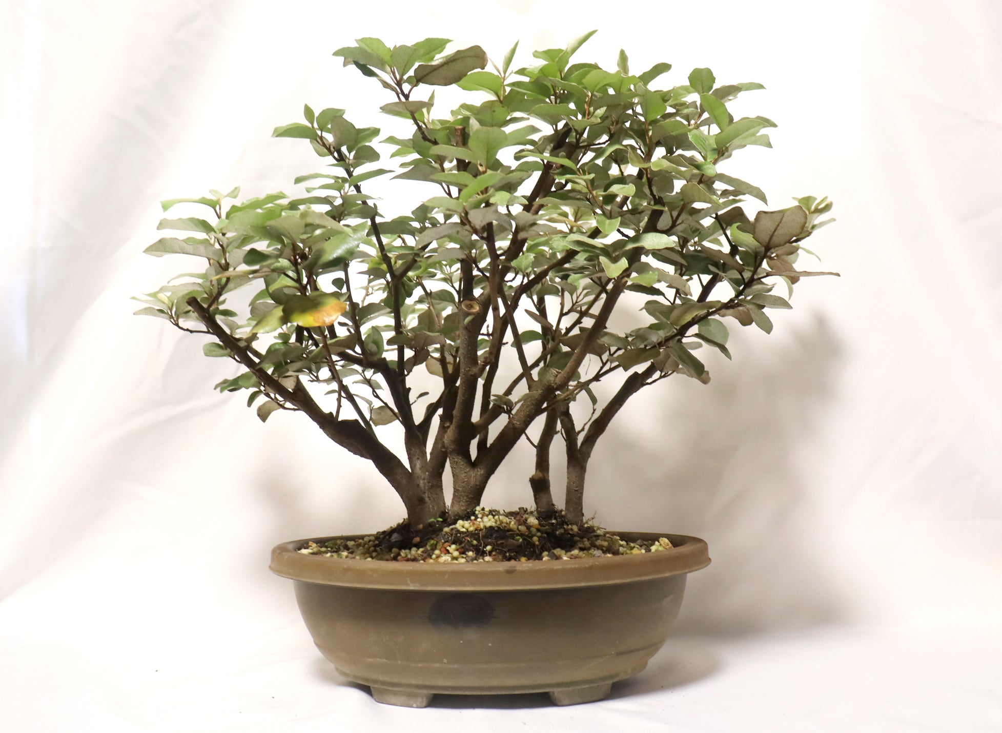 Elaeagnus (Silver Berry) in a Plastic Training Container