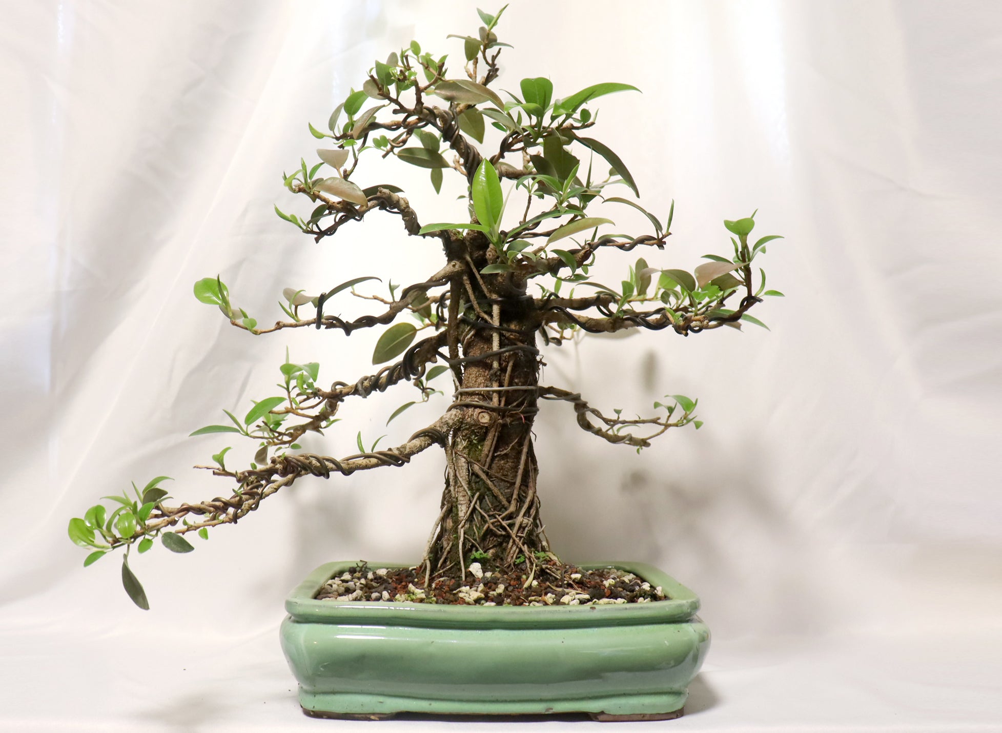 Dwarf African Strangler Fig in a Glazed Container