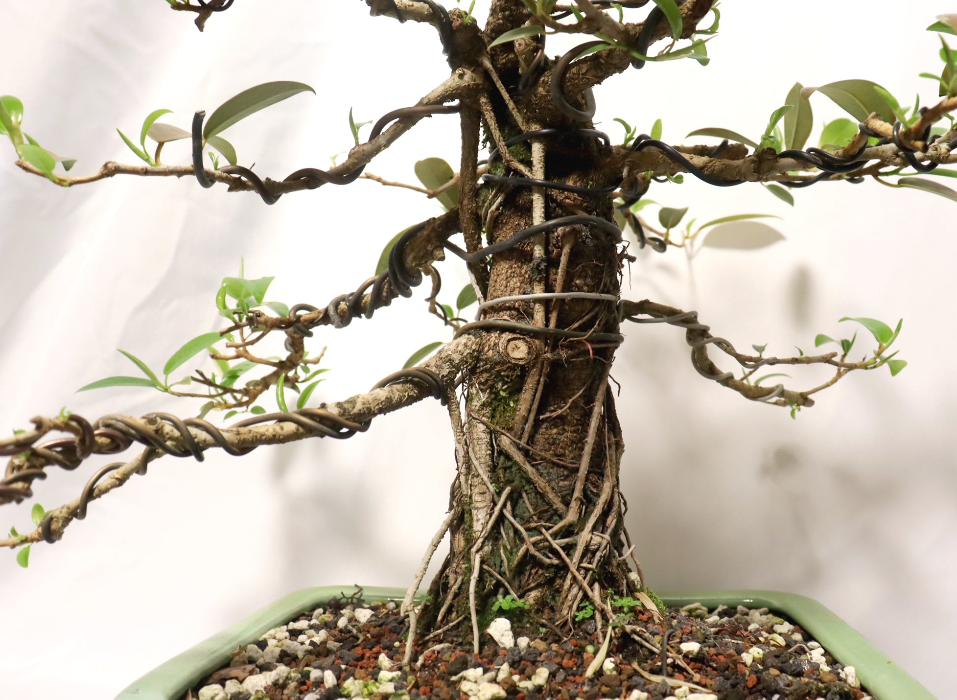 Dwarf African Strangler Fig in a Glazed Container