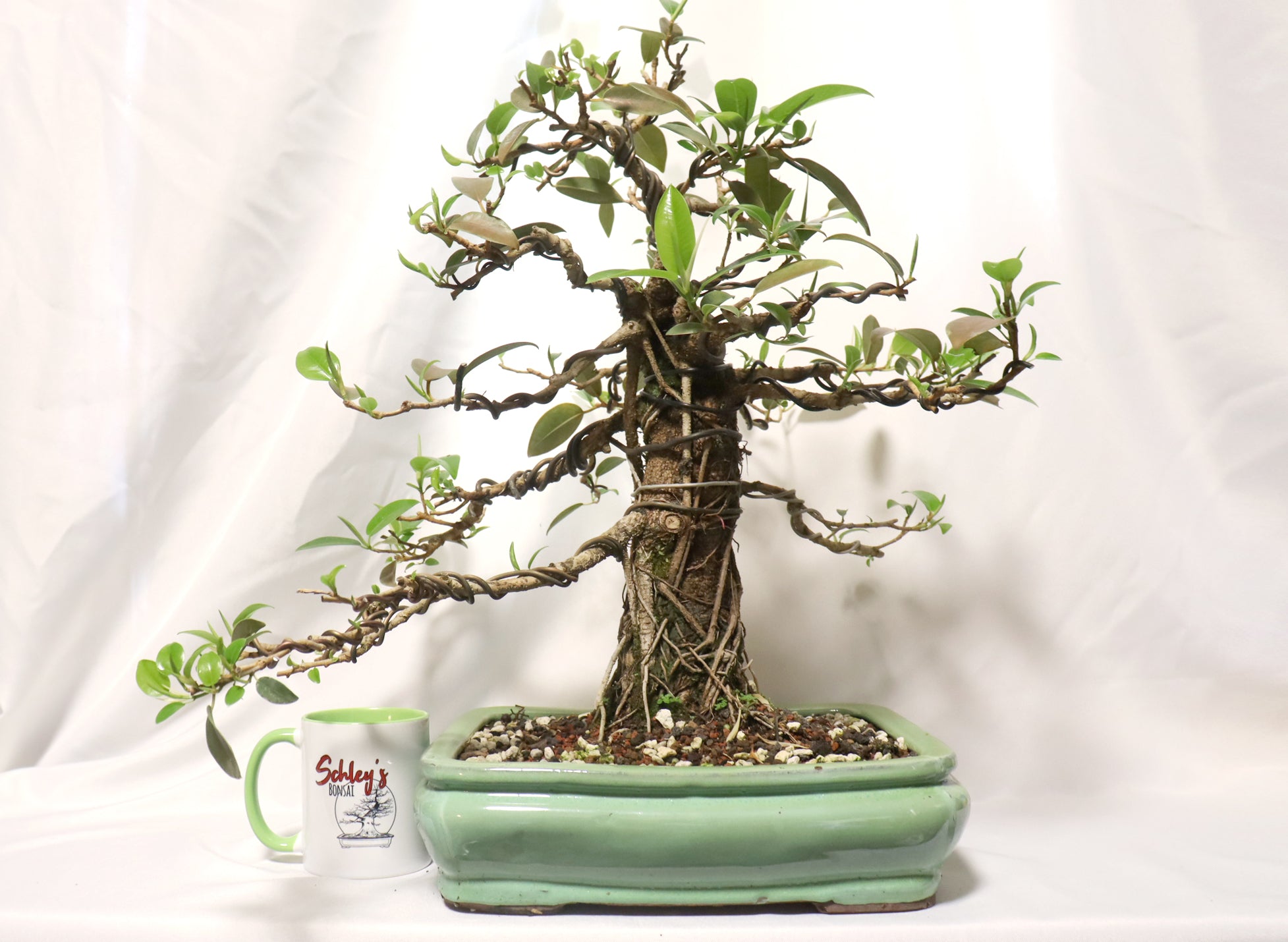 Dwarf African Strangler Fig in a Glazed Container