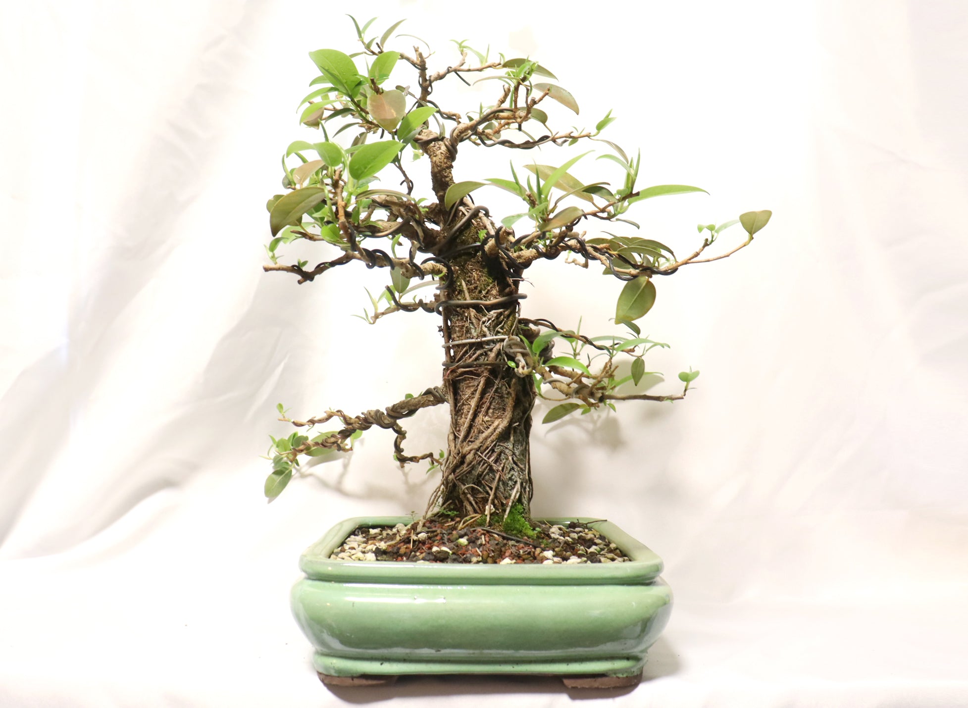 Dwarf African Strangler Fig in a Glazed Container