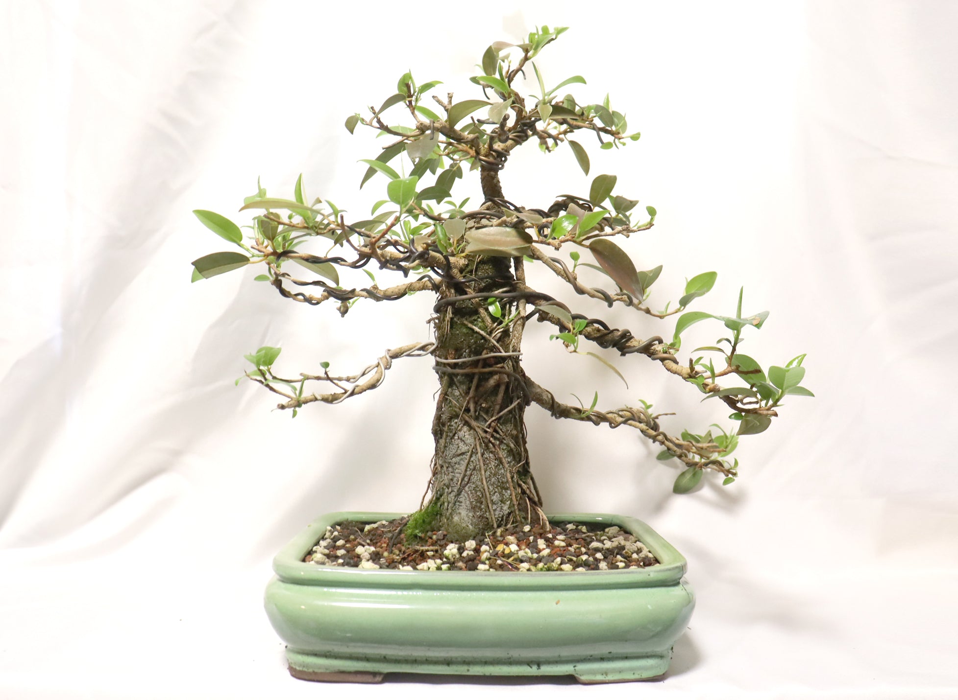Dwarf African Strangler Fig in a Glazed Container