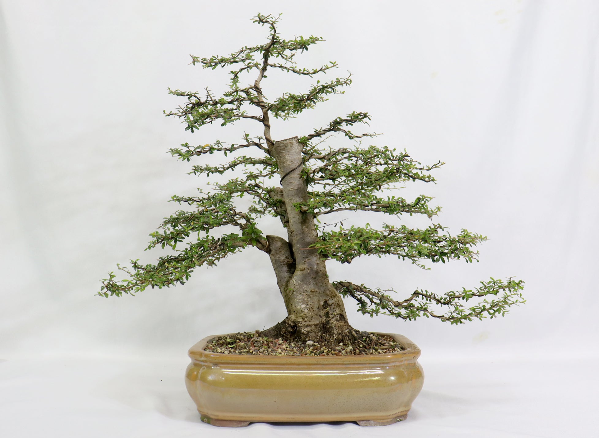 Large Neea Buxifolia in a Glazed Container