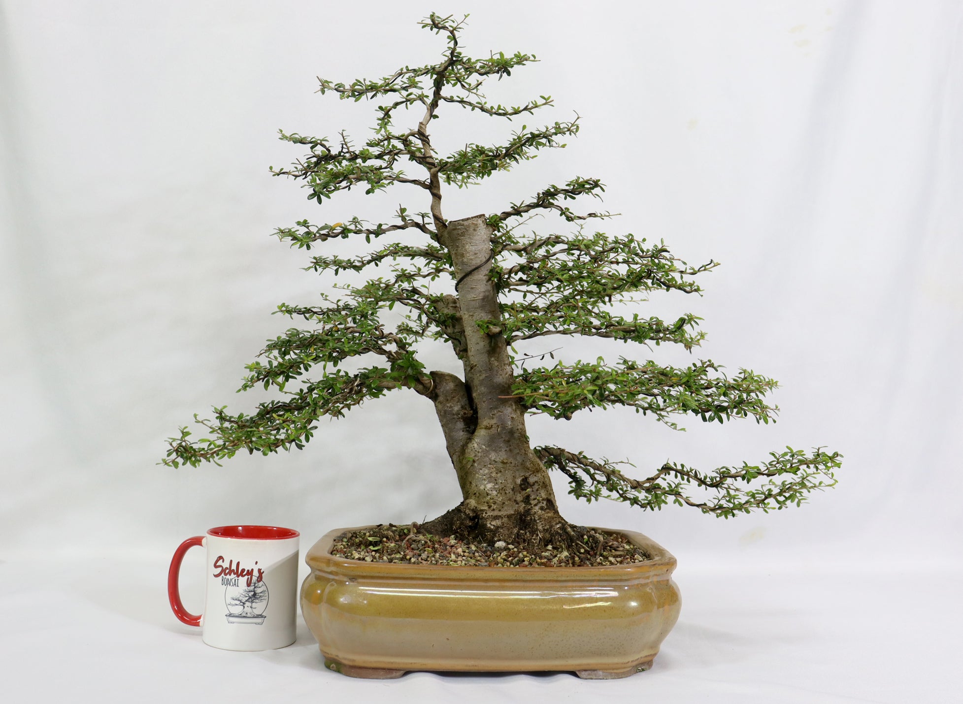 Large Neea Buxifolia in a Glazed Container