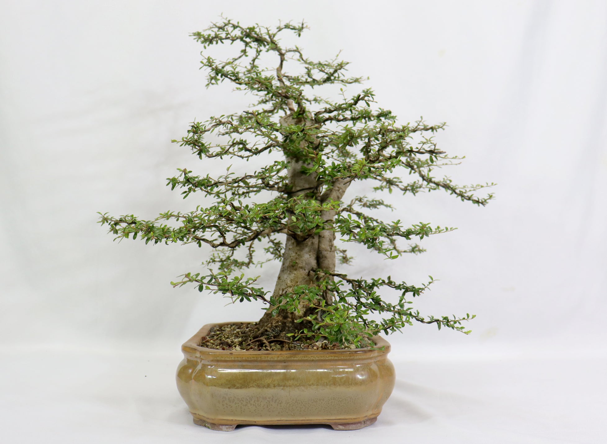 Large Neea Buxifolia in a Glazed Container