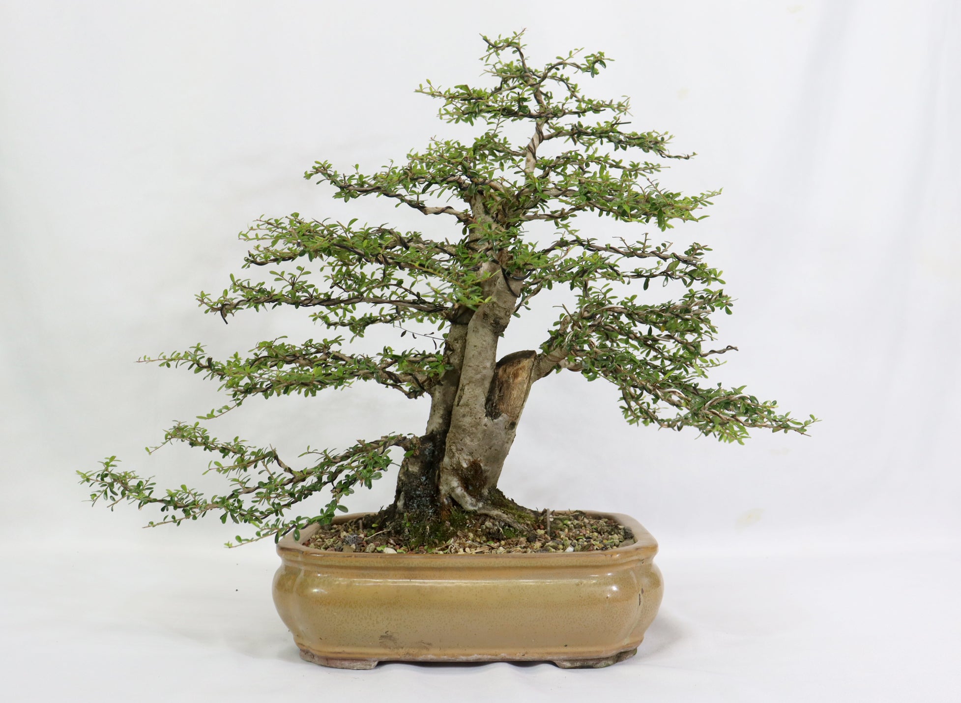 Large Neea Buxifolia in a Glazed Container