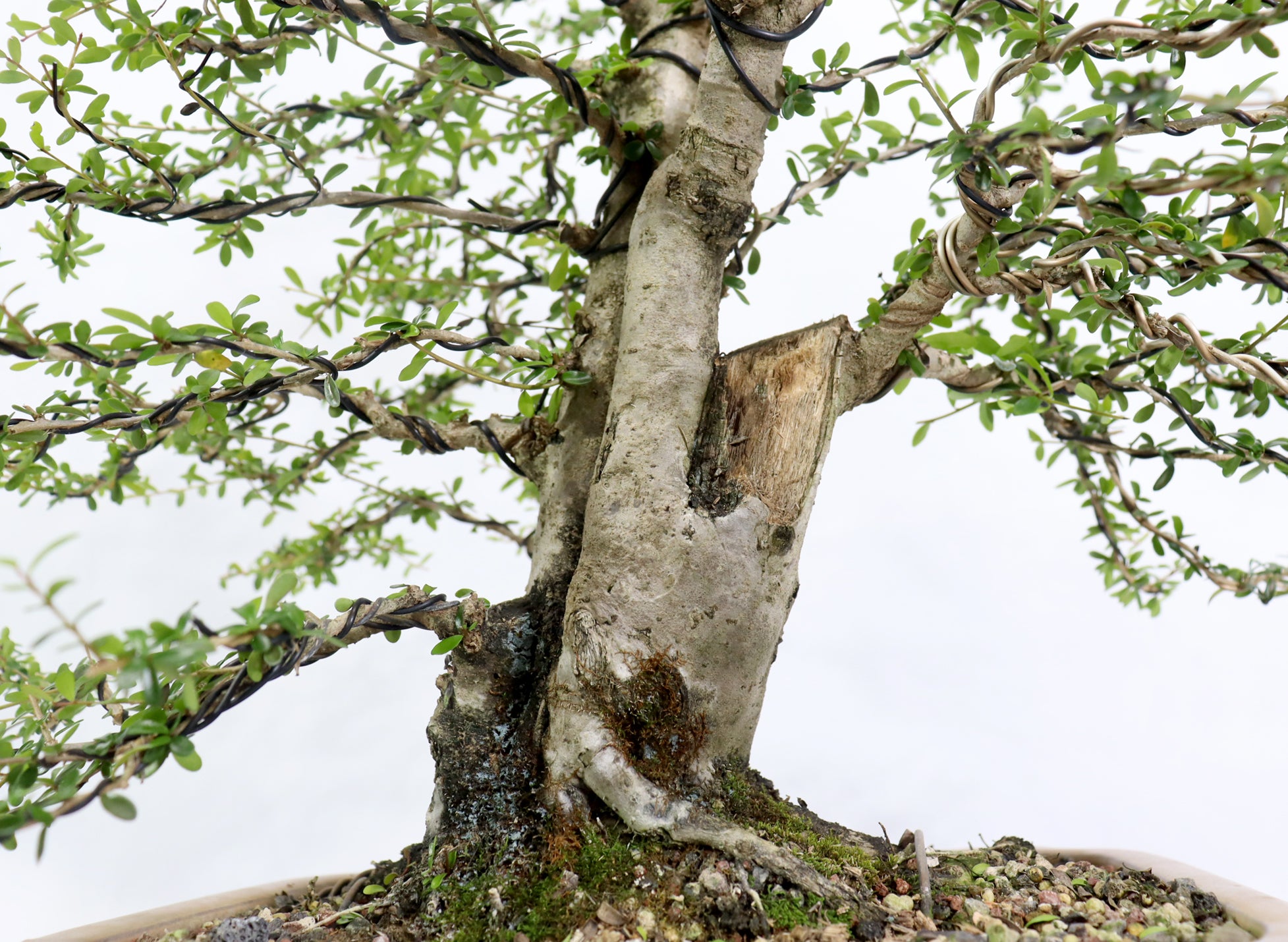 Large Neea Buxifolia in a Glazed Container