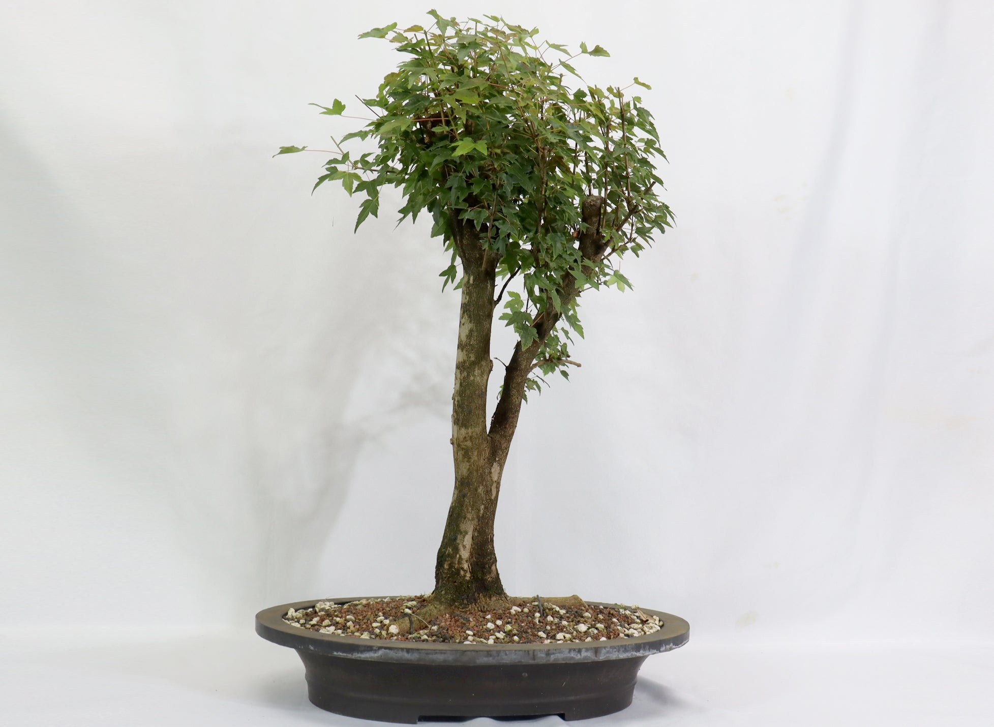 Large Trident Maple in a Mica Container