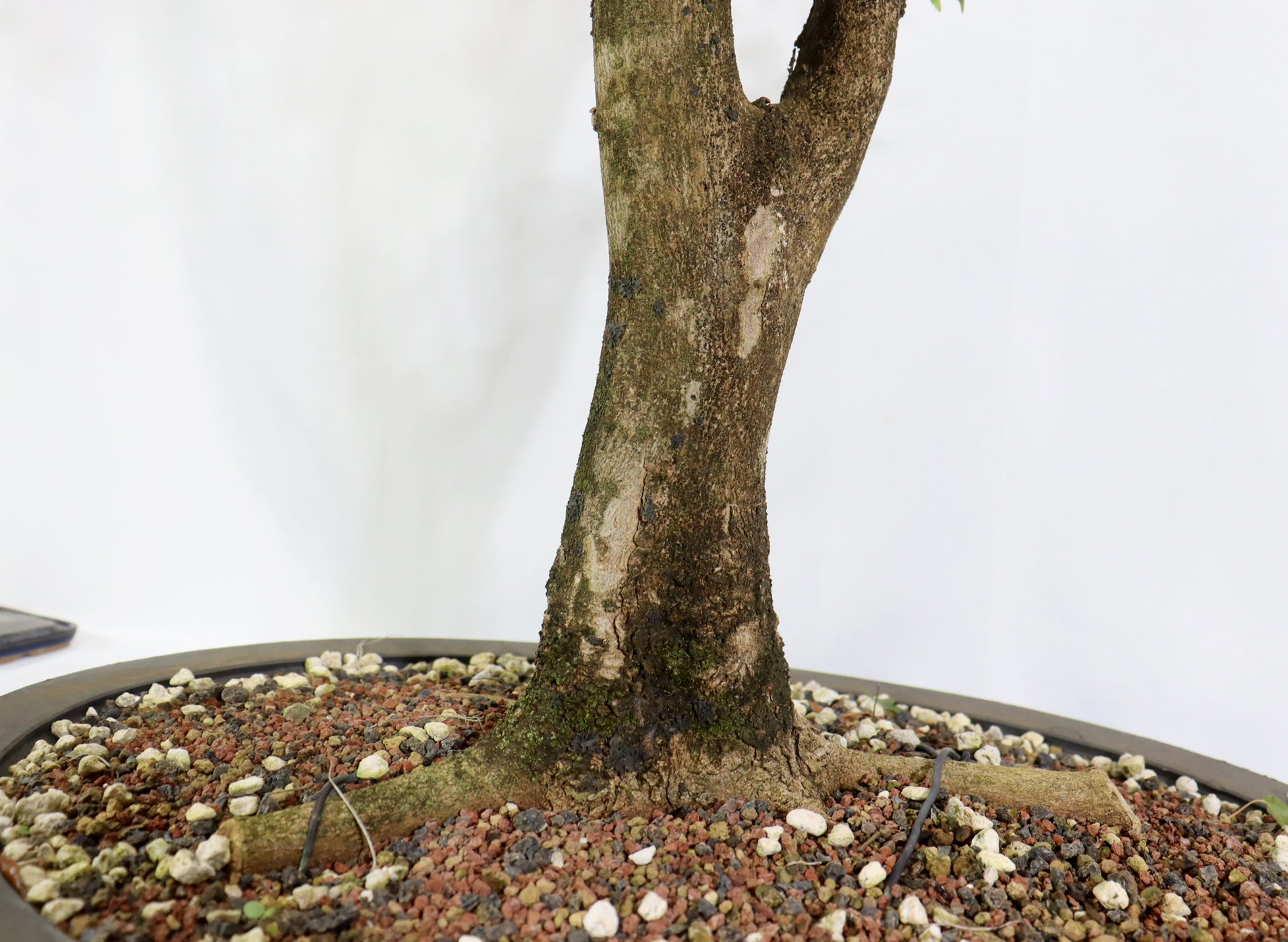 Large Trident Maple in a Mica Container