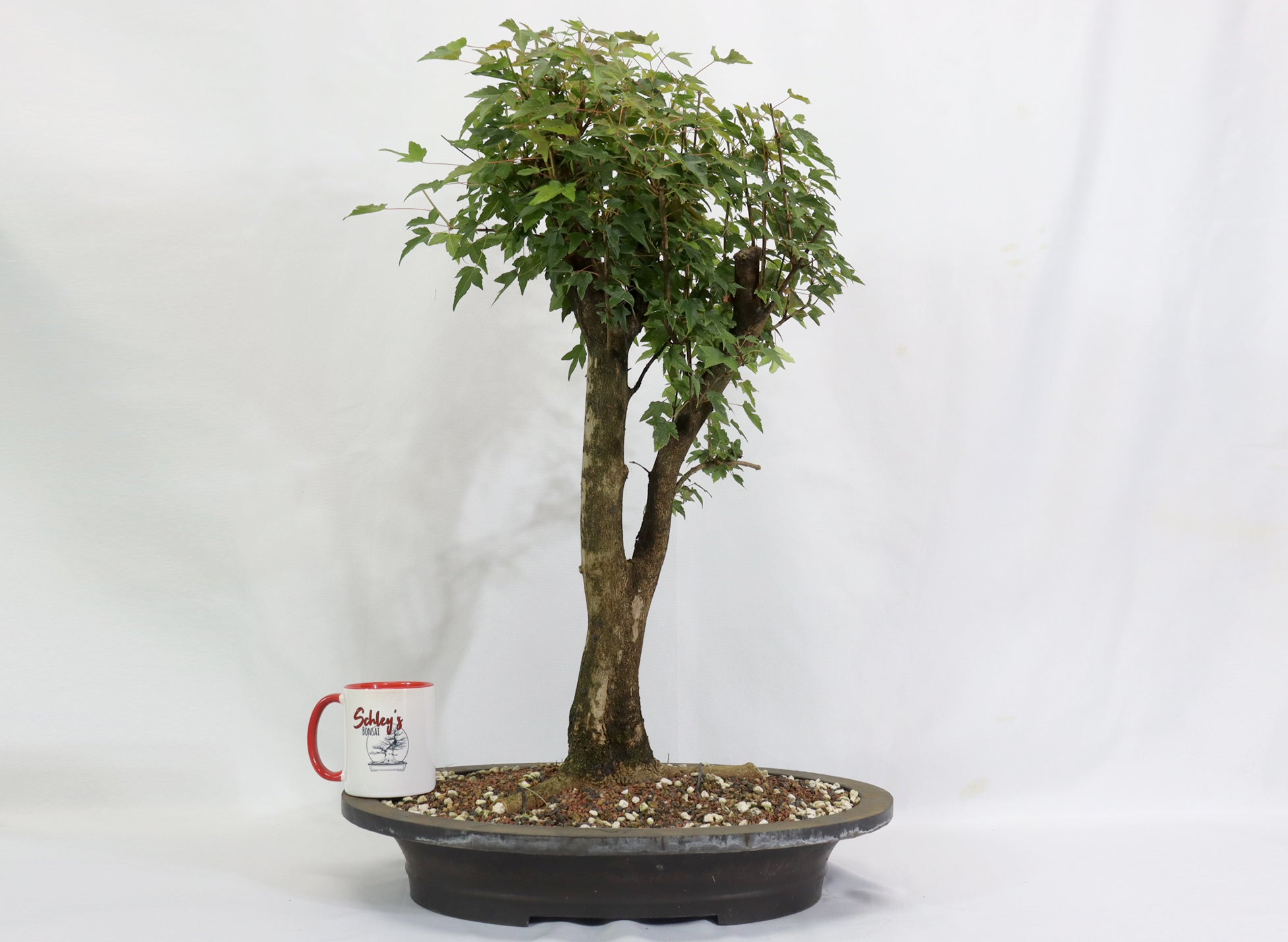 Large Trident Maple in a Mica Container