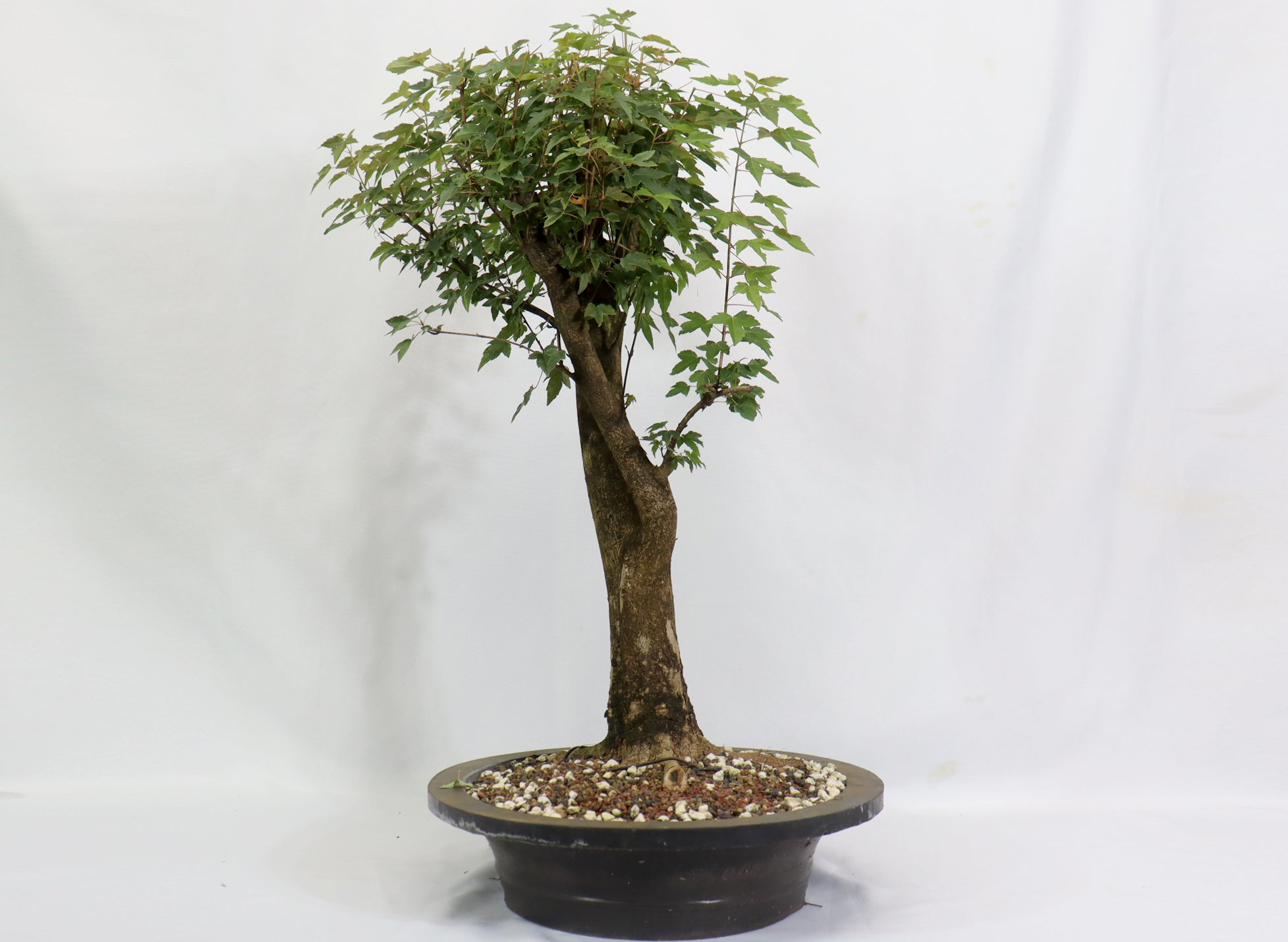 Large Trident Maple in a Mica Container