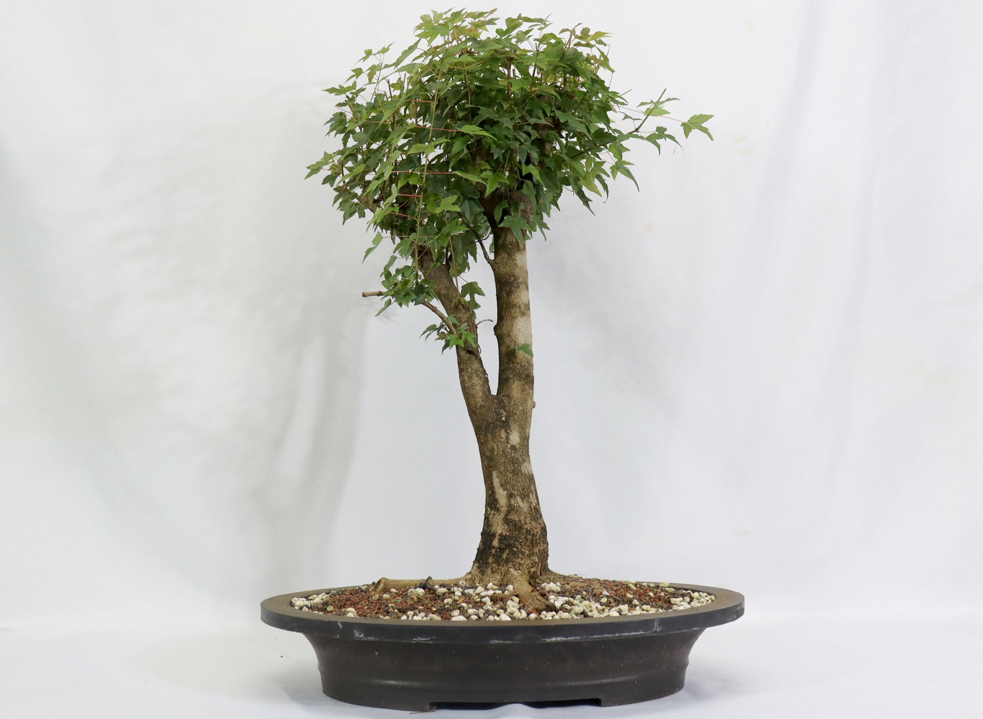 Large Trident Maple in a Mica Container