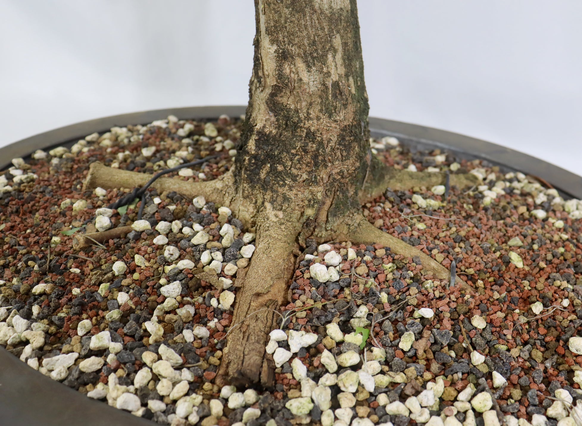 Large Trident Maple in a Mica Container