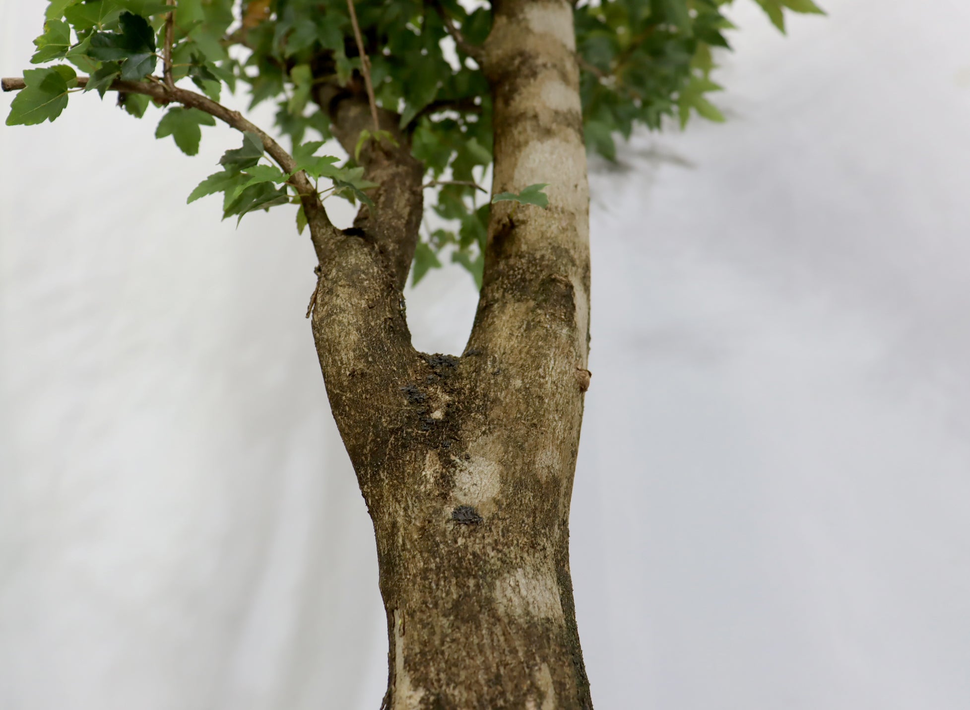 Large Trident Maple in a Mica Container