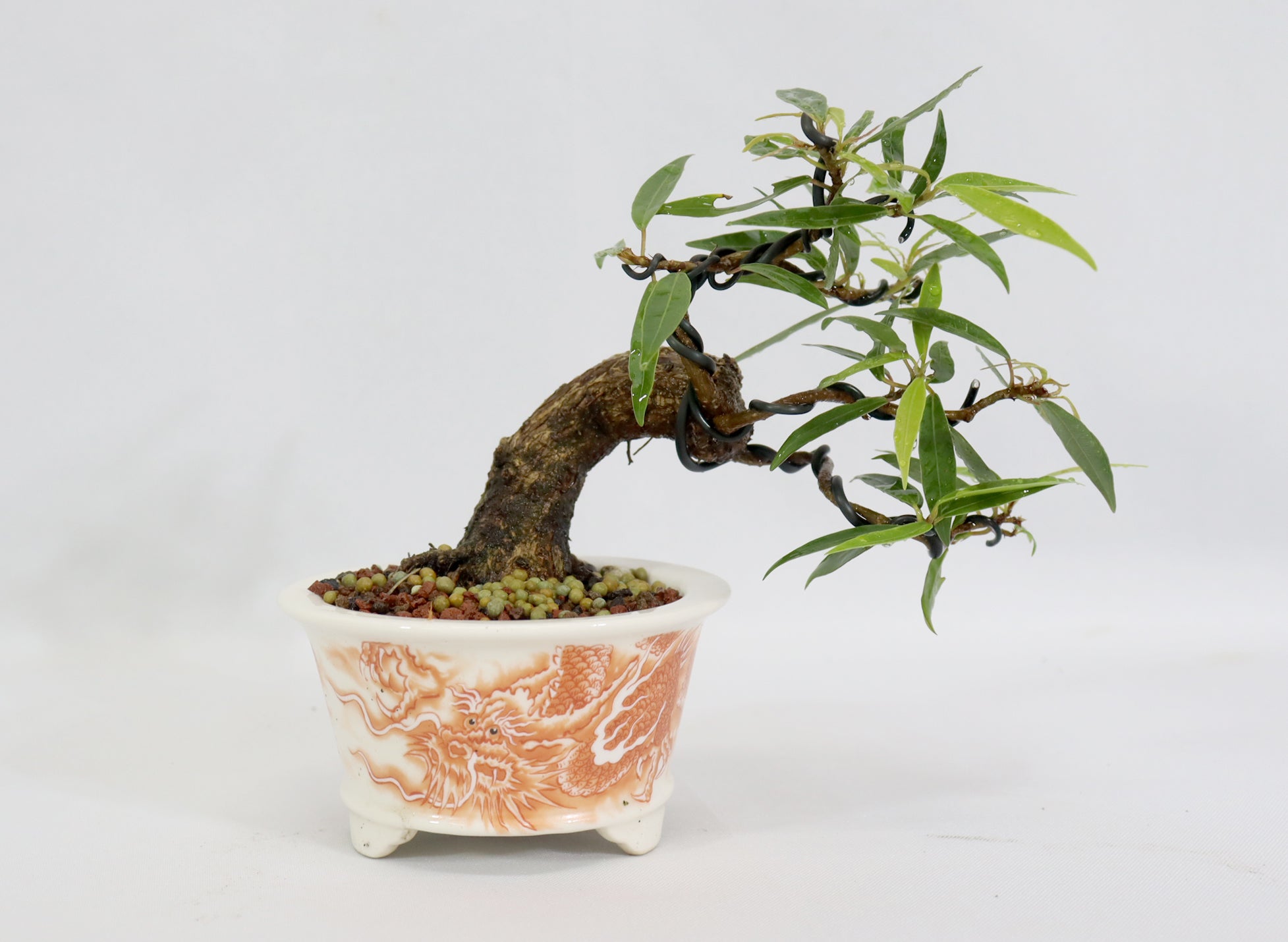 Willow Leaf Ficus in a Chopped Transferware Container