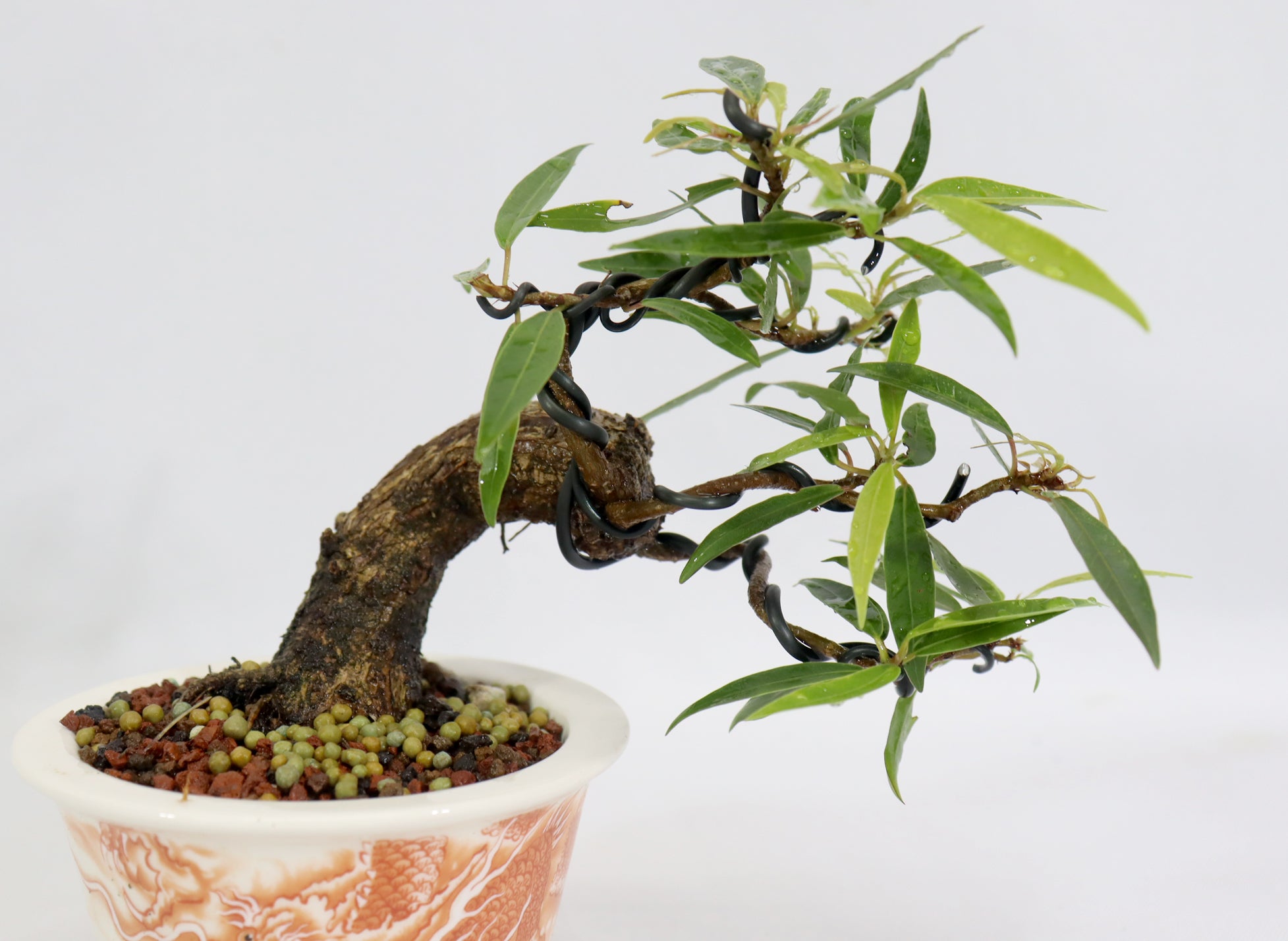 Willow Leaf Ficus in a Chopped Transferware Container