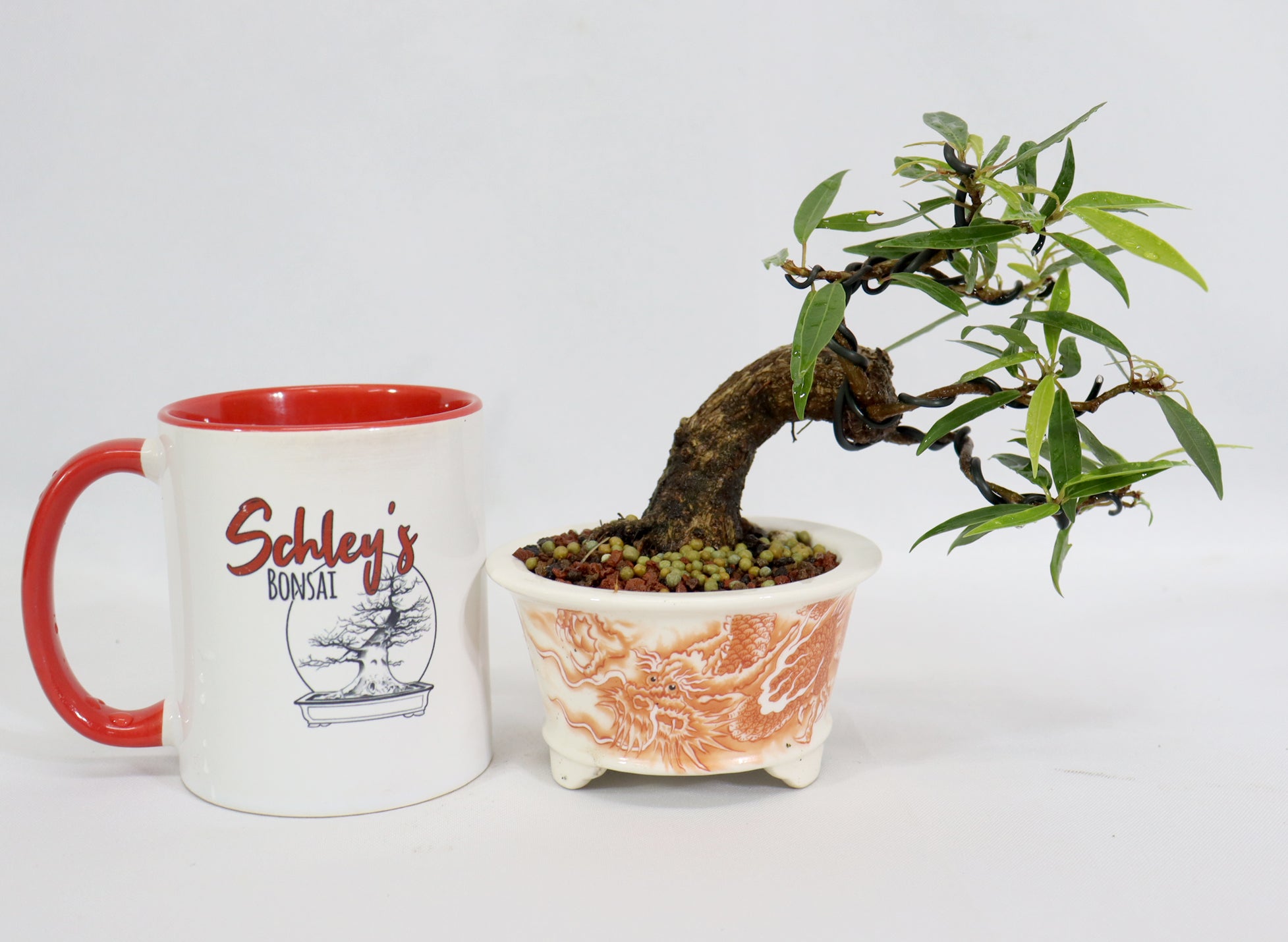 Willow Leaf Ficus in a Chopped Transferware Container