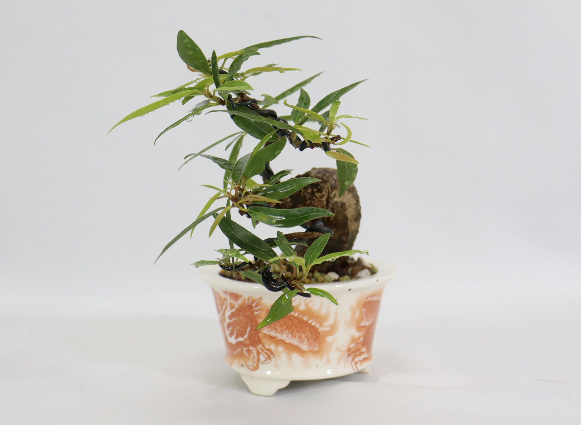 Willow Leaf Ficus in a Chopped Transferware Container