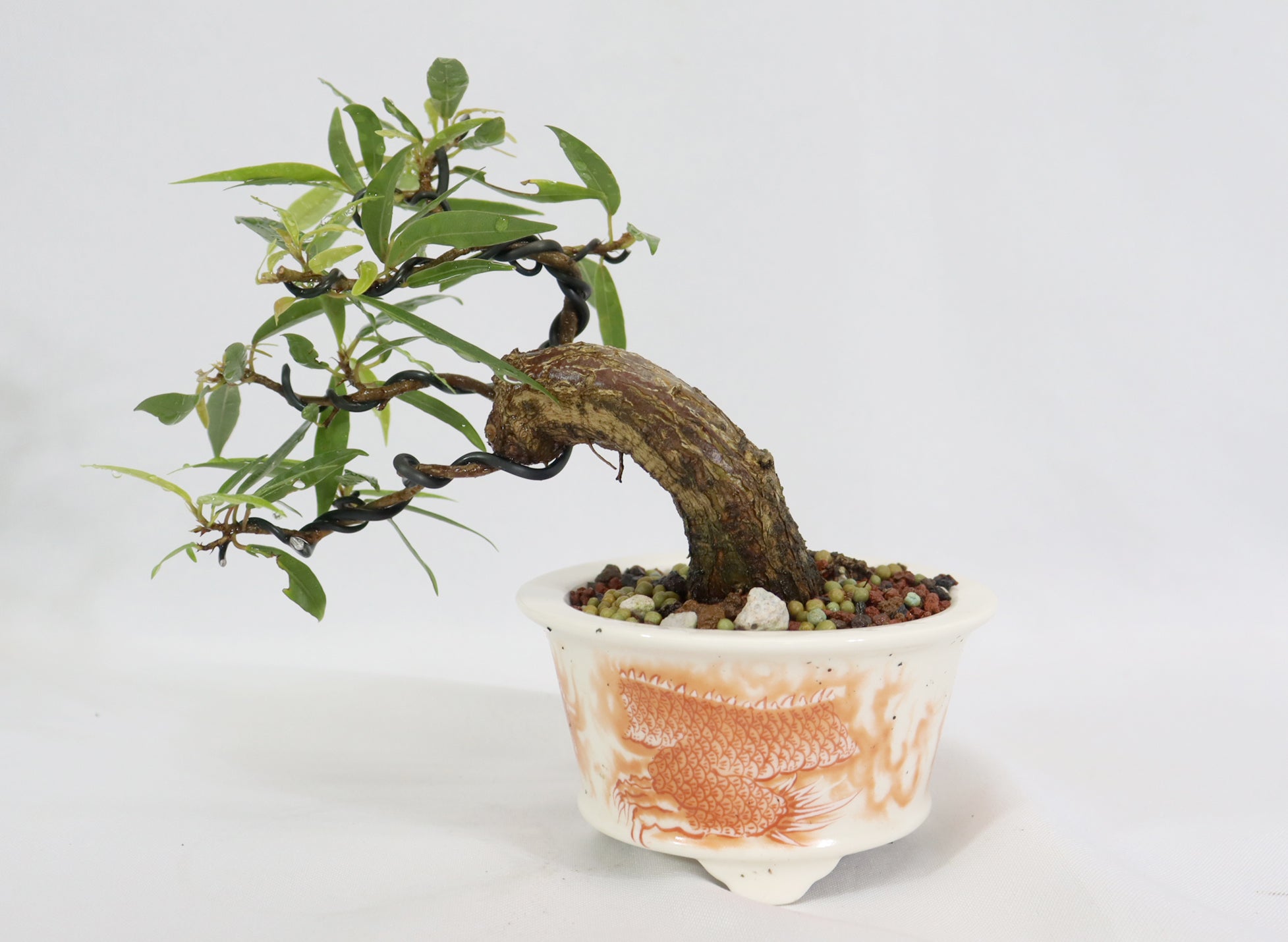 Willow Leaf Ficus in a Chopped Transferware Container