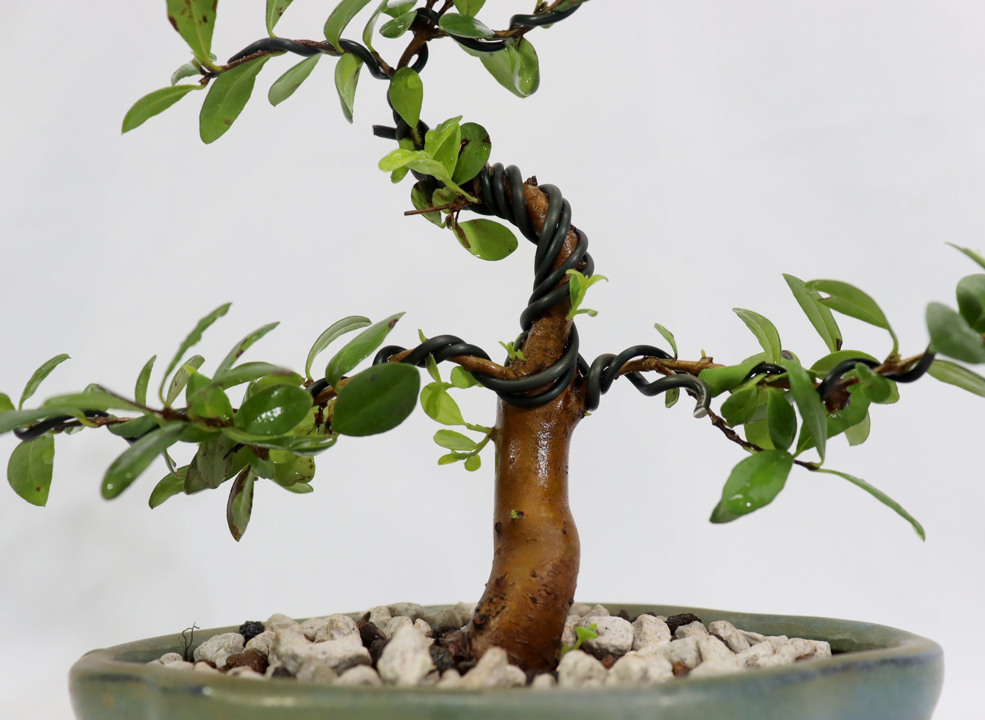 Simpson's Stopper in a Glazed Lotus Container