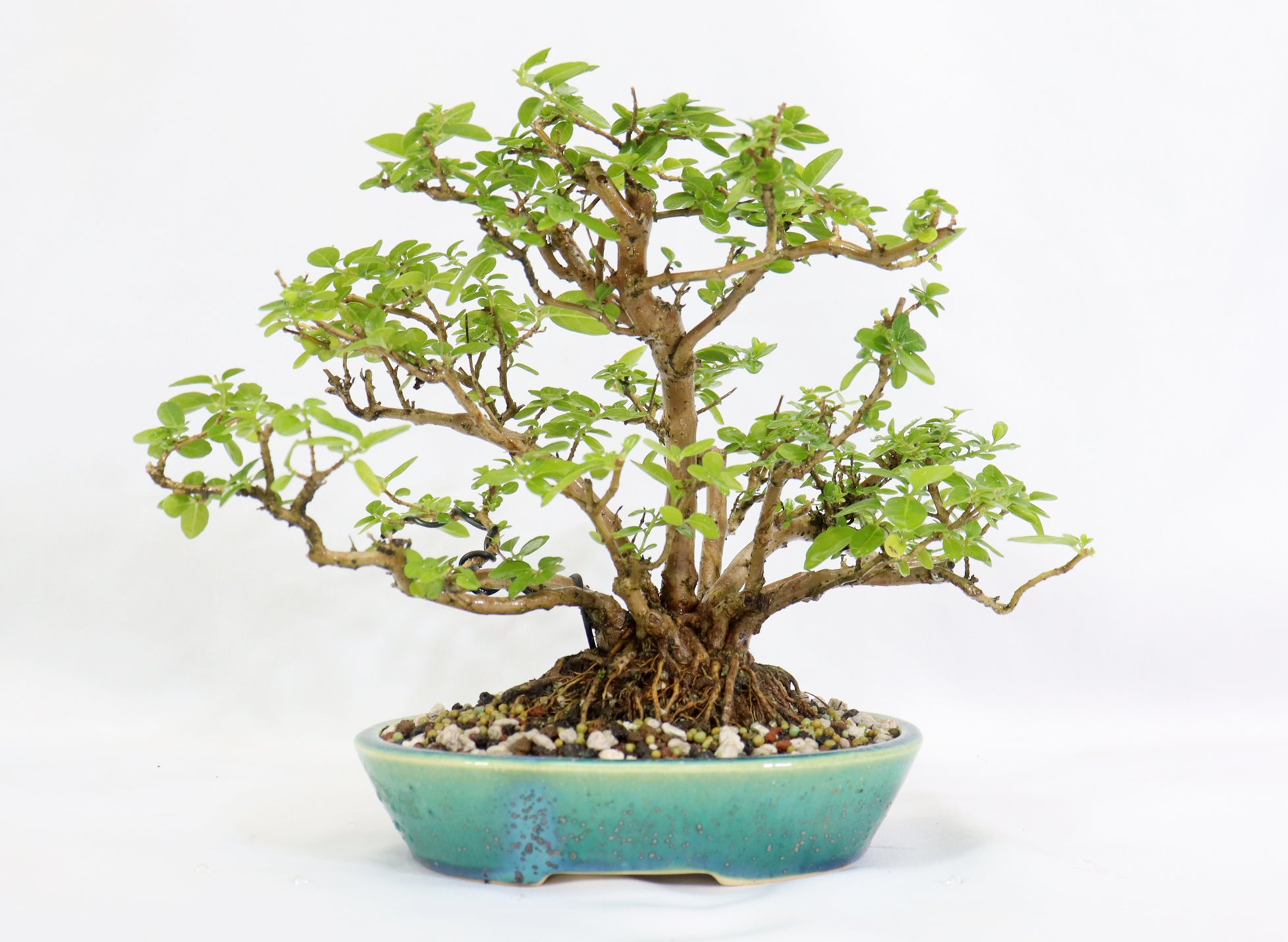 Premna Microphylla in an Oribe Glazed Koyo Container