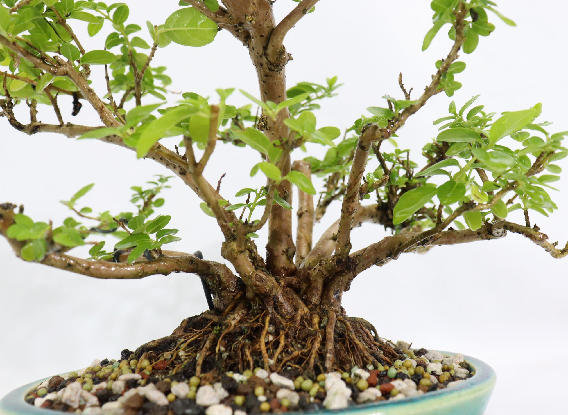 Premna Microphylla in an Oribe Glazed Koyo Container