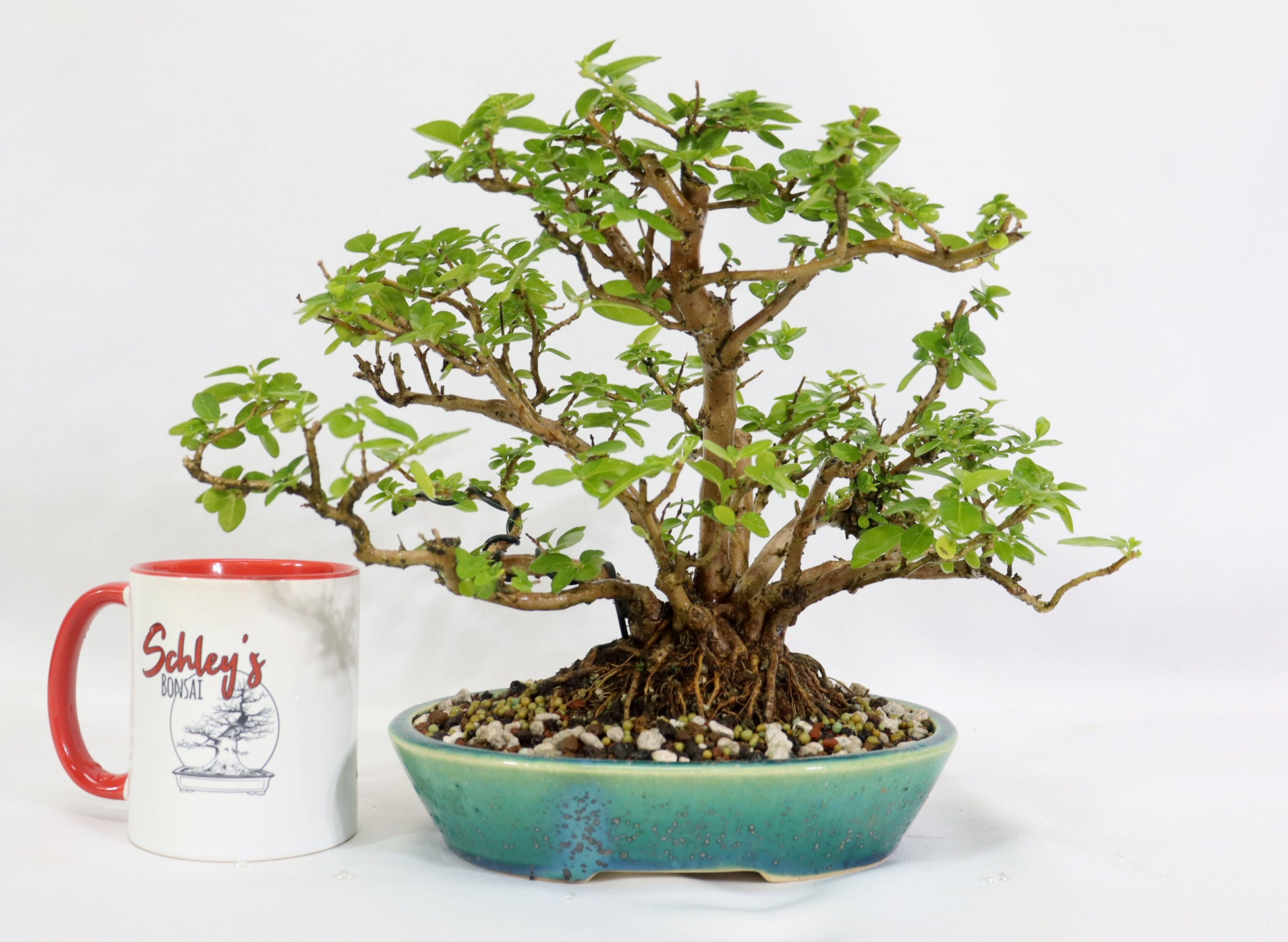 Premna Microphylla in an Oribe Glazed Koyo Container