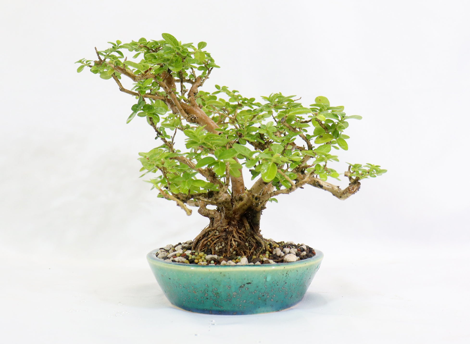 Premna Microphylla in an Oribe Glazed Koyo Container