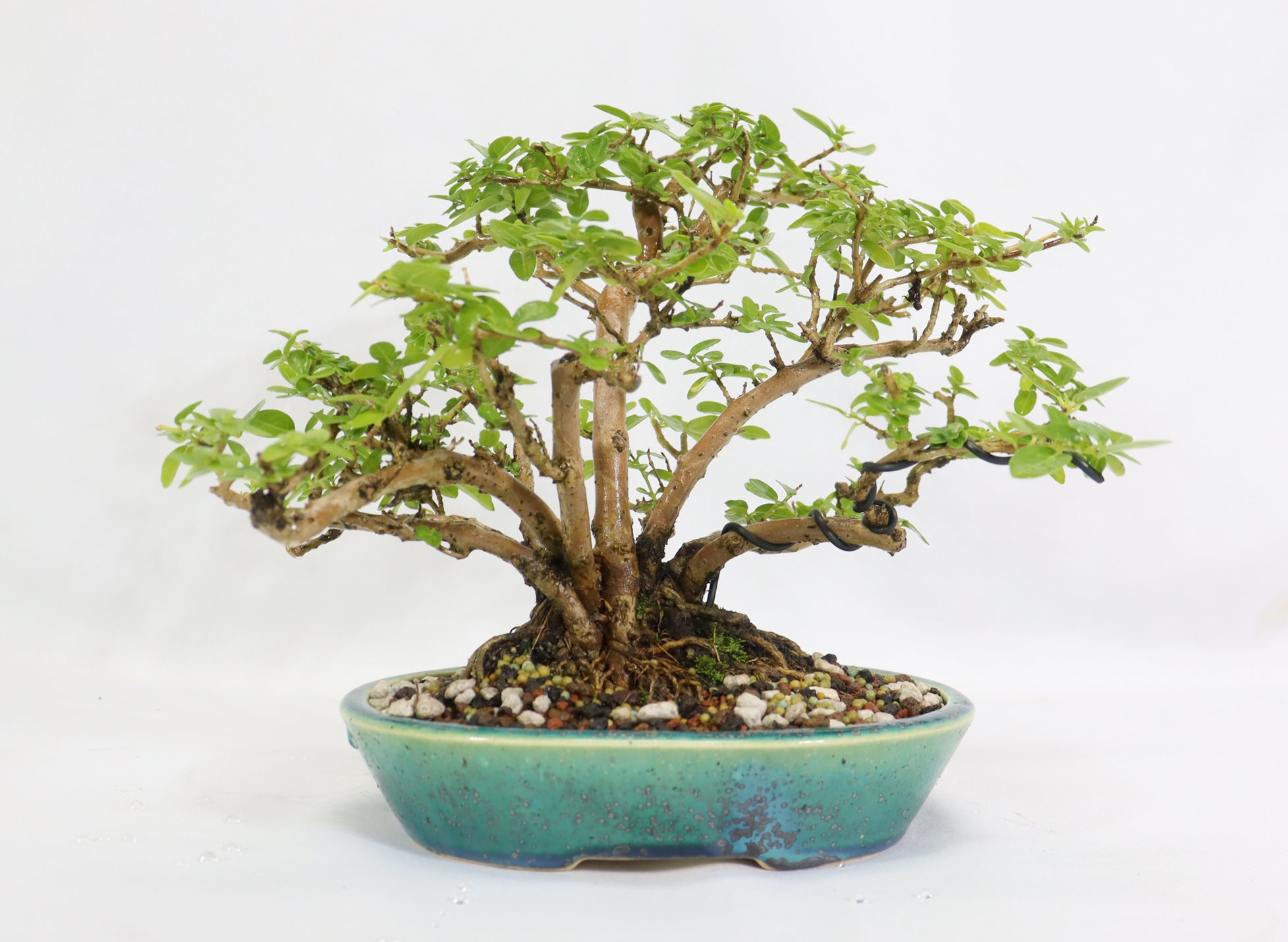 Premna Microphylla in an Oribe Glazed Koyo Container