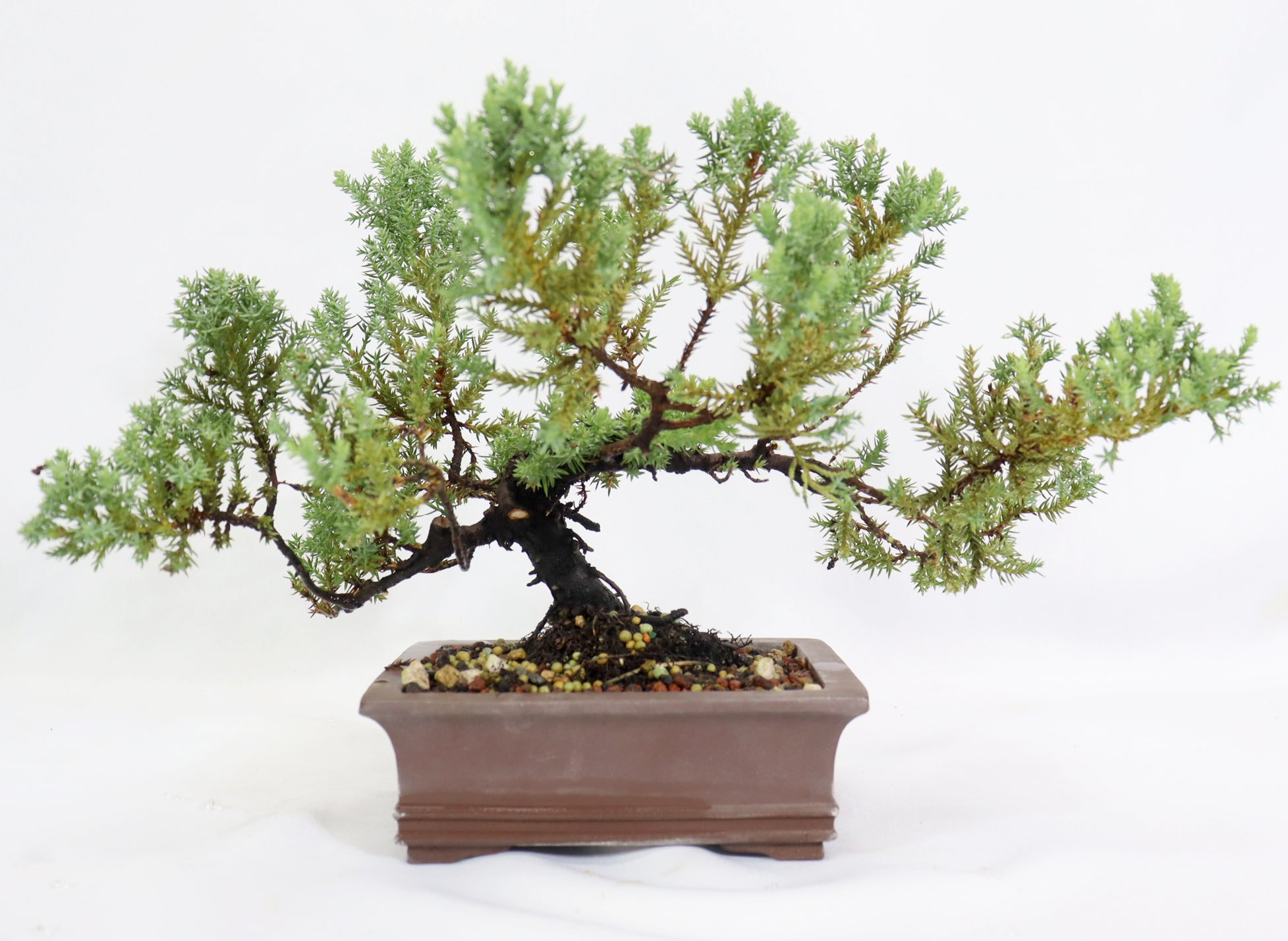 Juniper Procumbens nana in a Chopped Quality Container