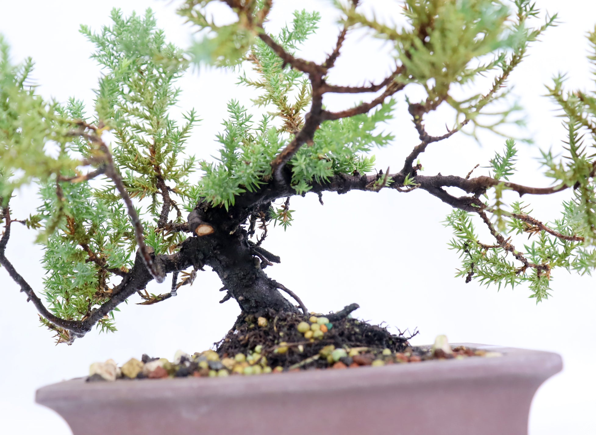 Juniper Procumbens nana in a Chopped Quality Container
