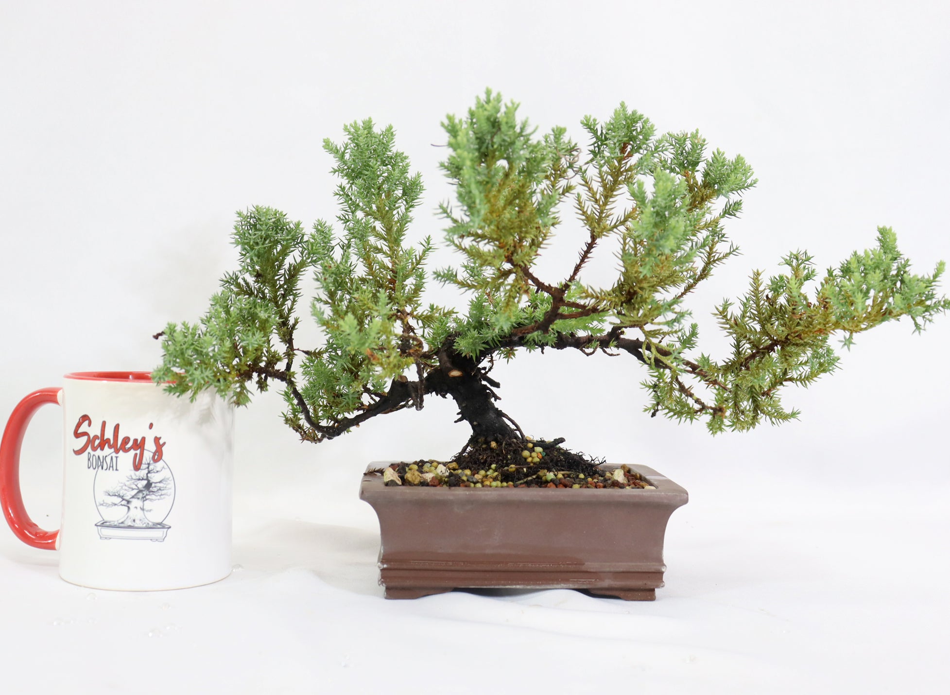 Juniper Procumbens nana in a Chopped Quality Container