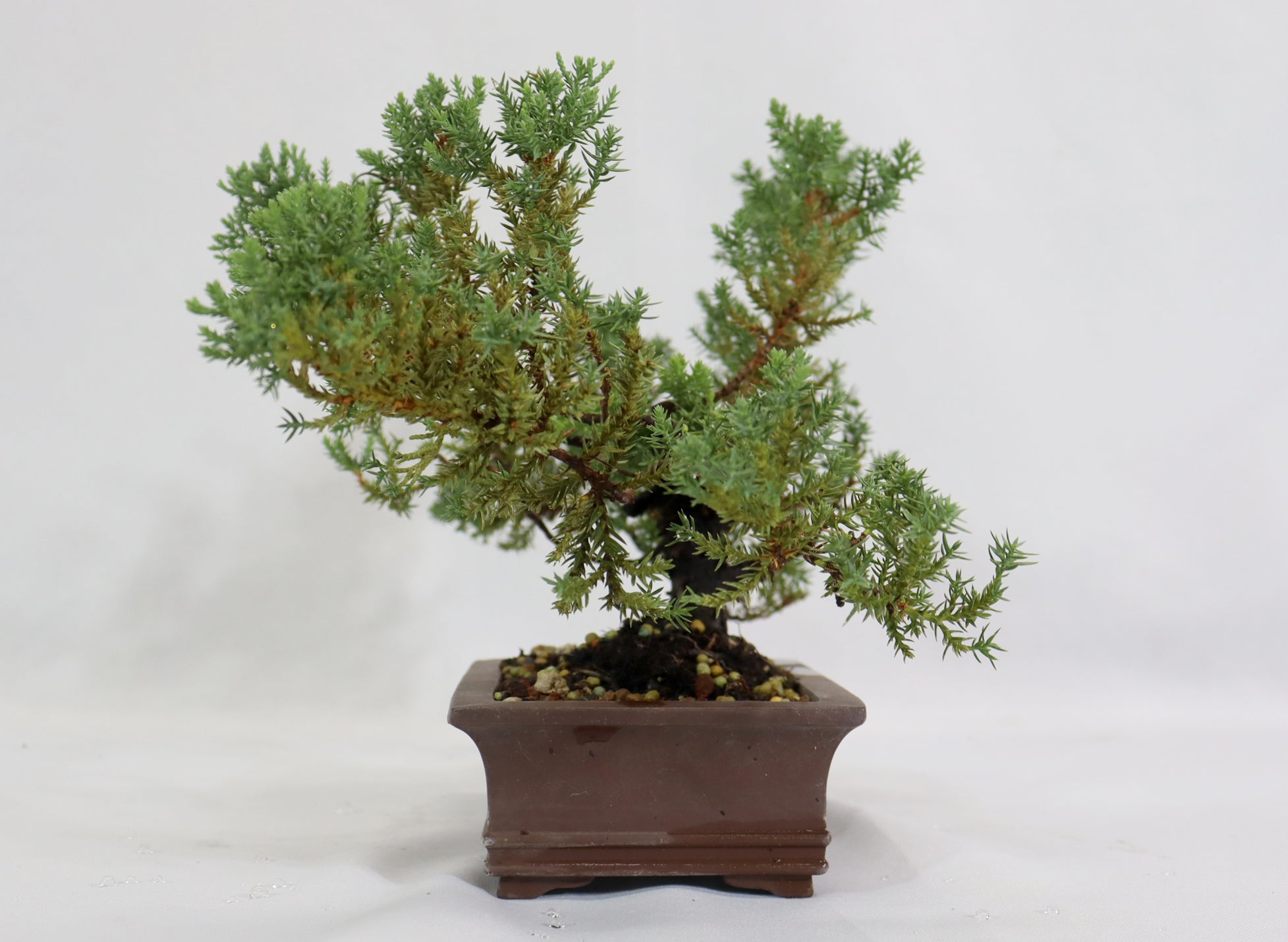 Juniper Procumbens nana in a Chopped Quality Container