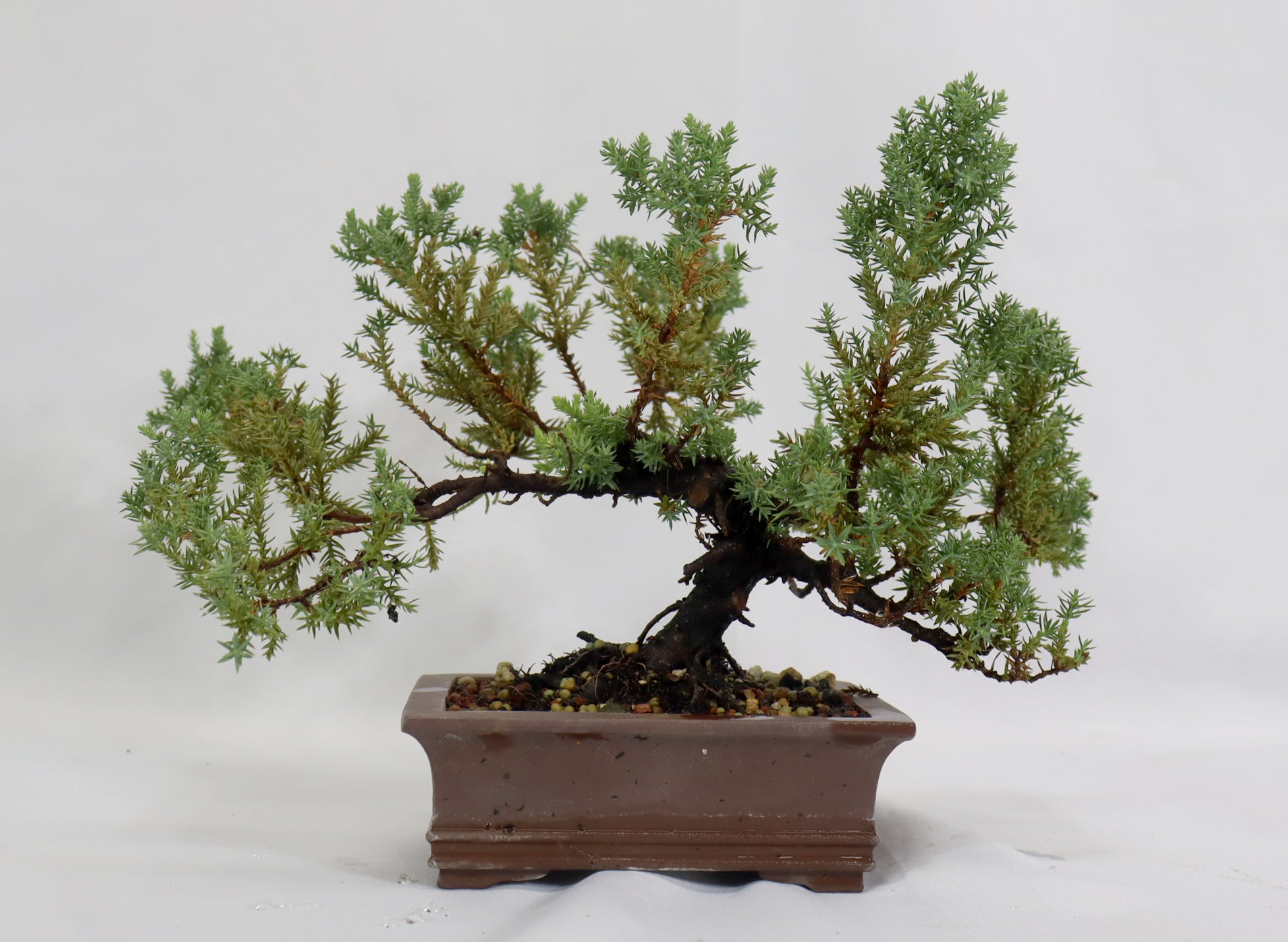 Juniper Procumbens nana in a Chopped Quality Container
