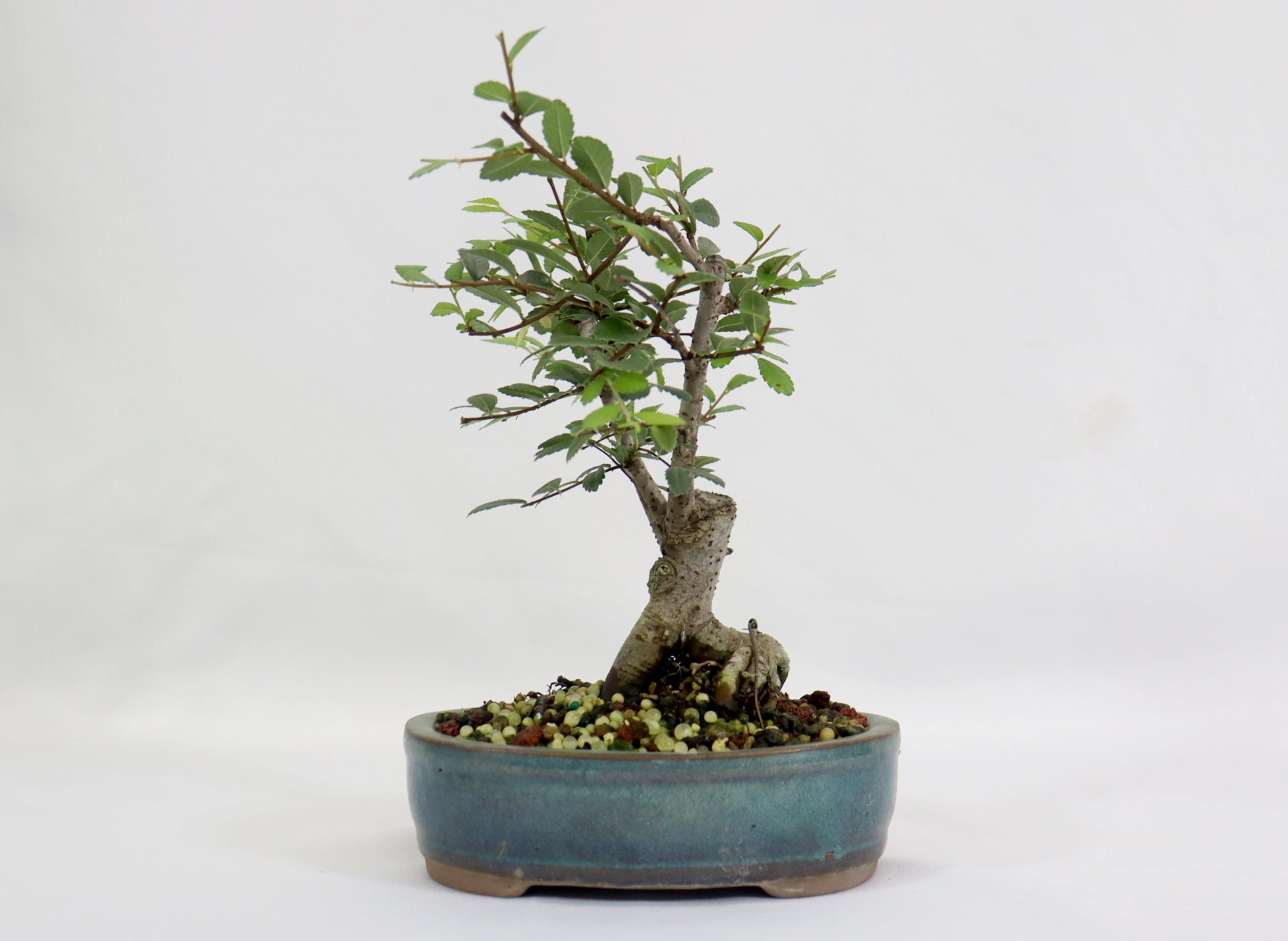 Chinese Elm in a Glazed Container