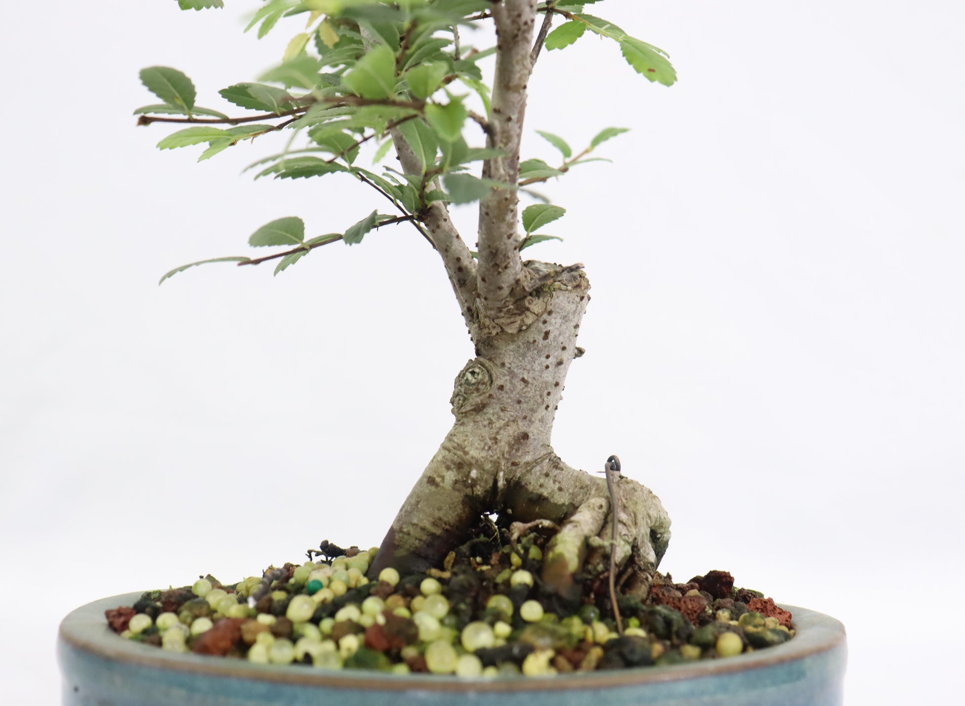 Chinese Elm in a Glazed Container