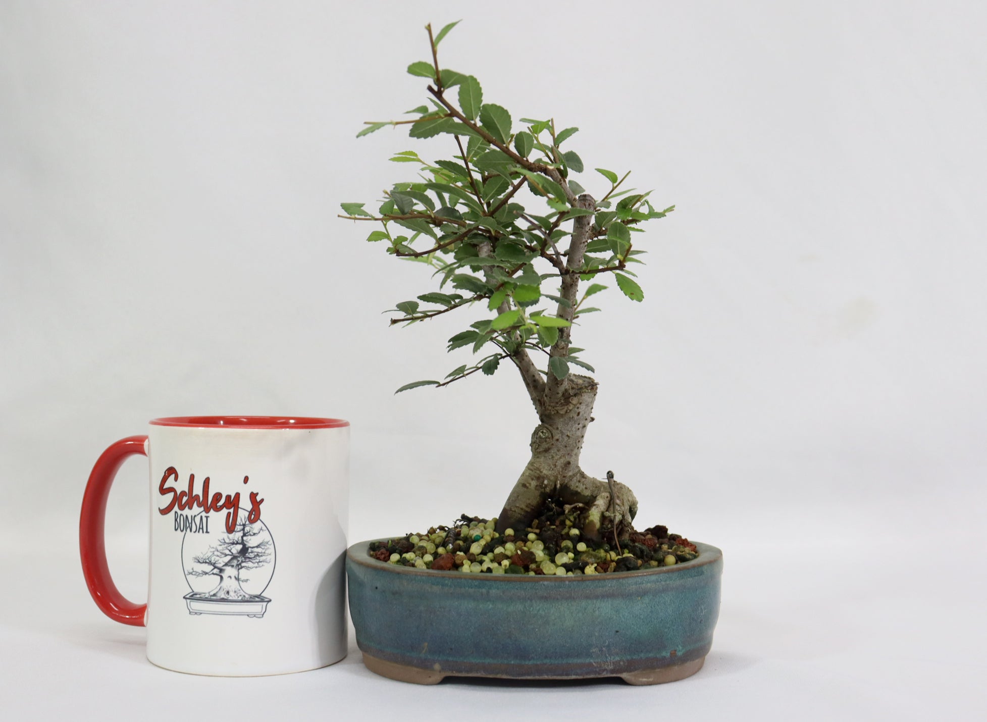 Chinese Elm in a Glazed Container