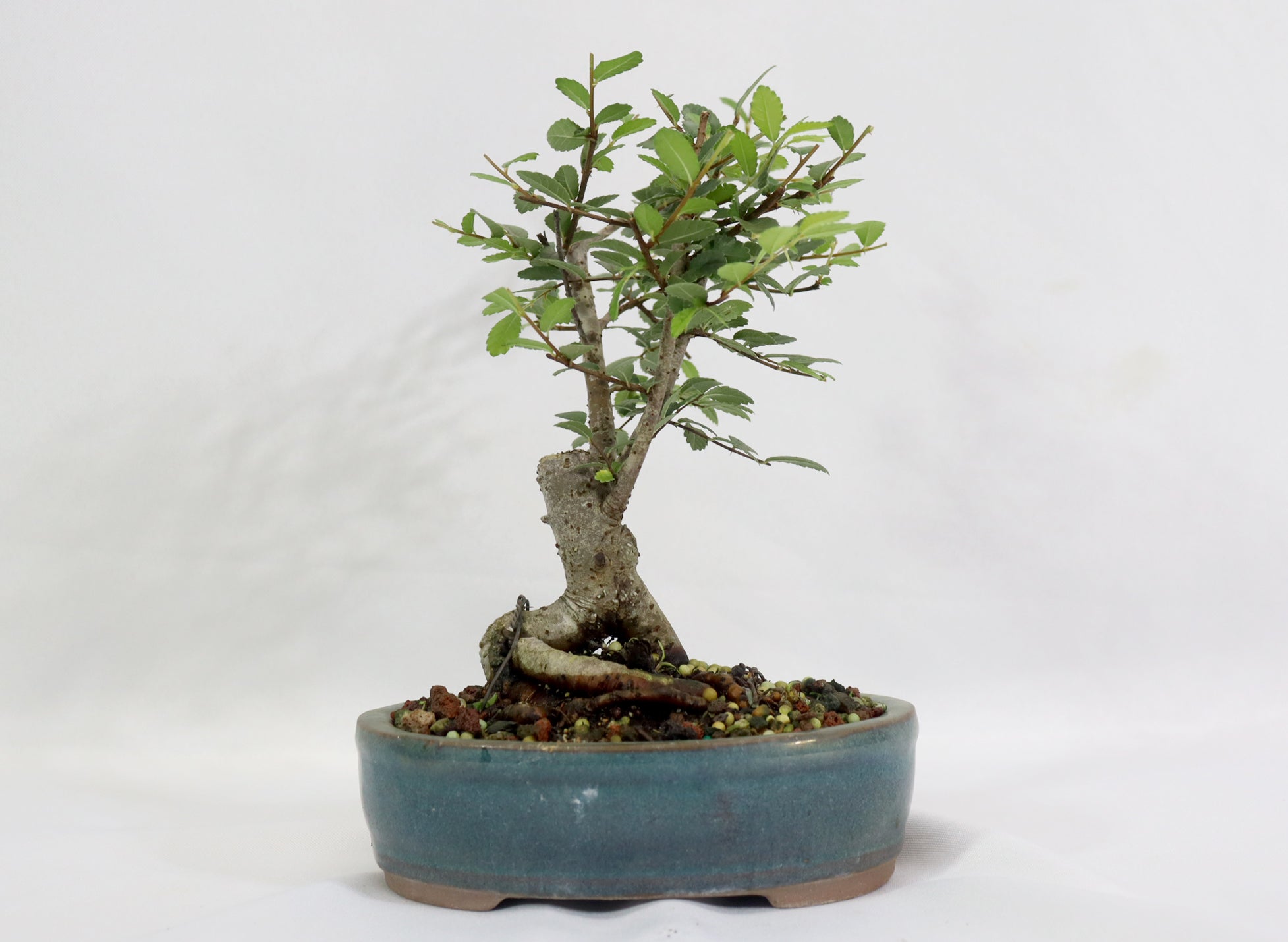 Chinese Elm in a Glazed Container