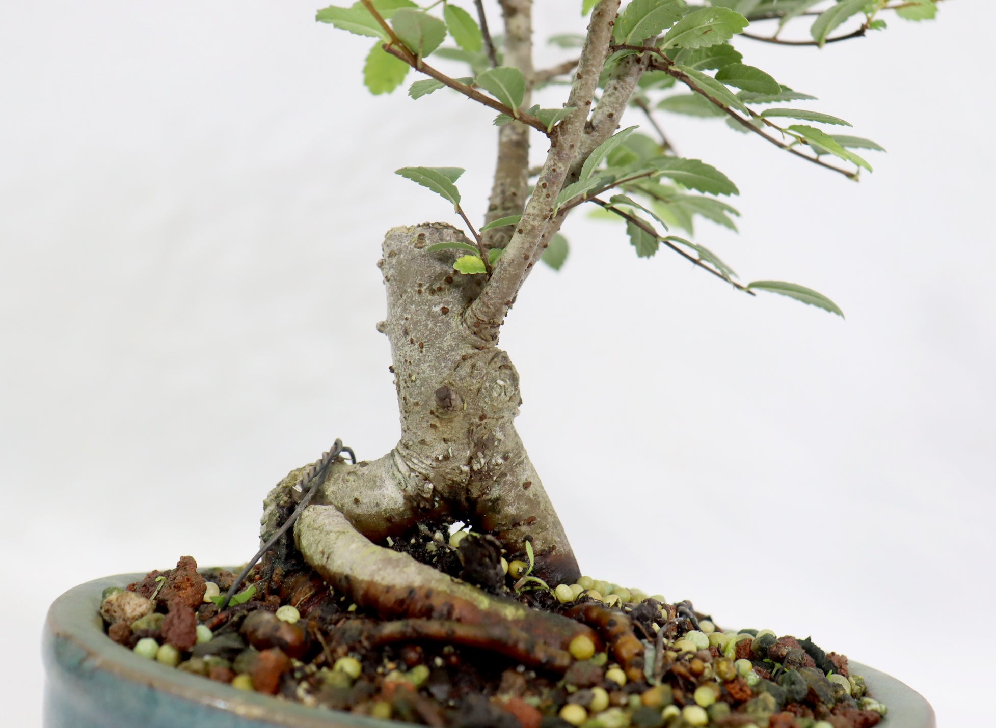 Chinese Elm in a Glazed Container