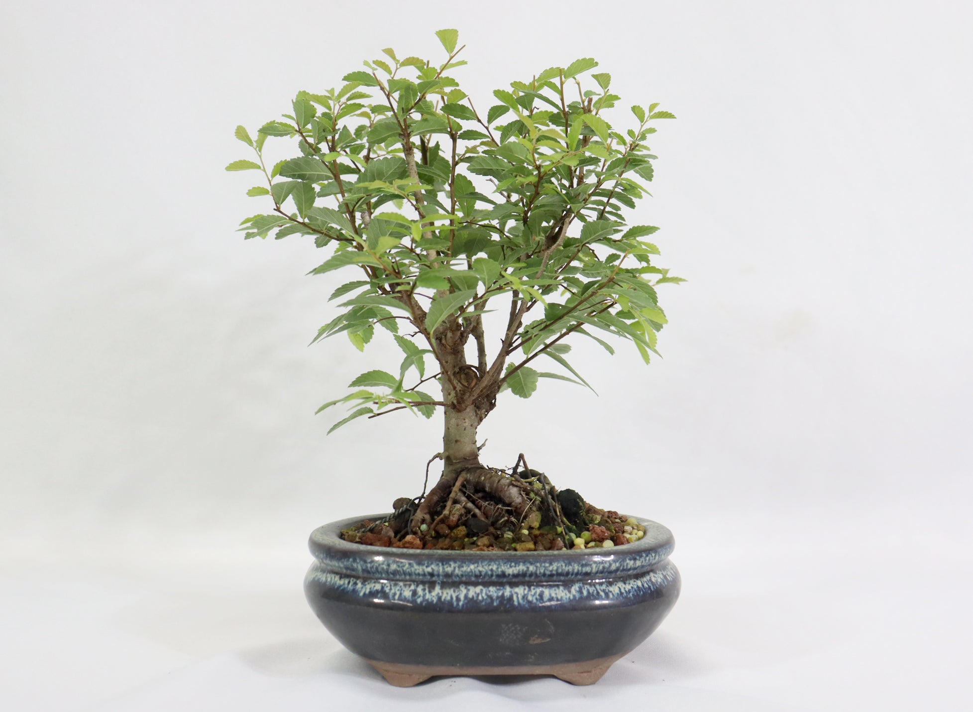 Chinese Elm in a Glazed Container