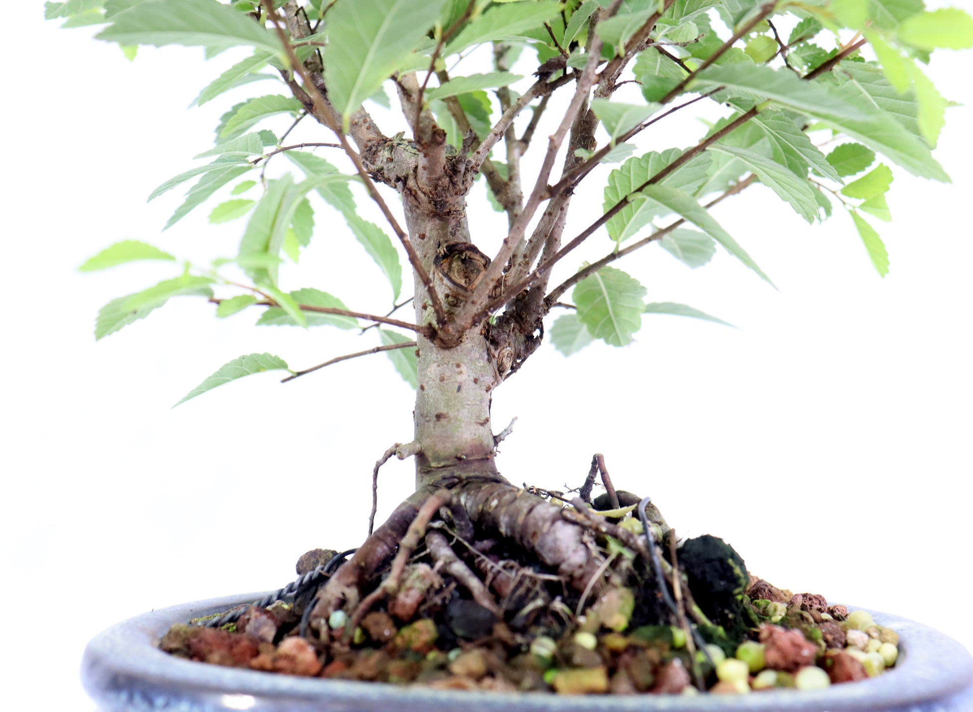Chinese Elm in a Glazed Container