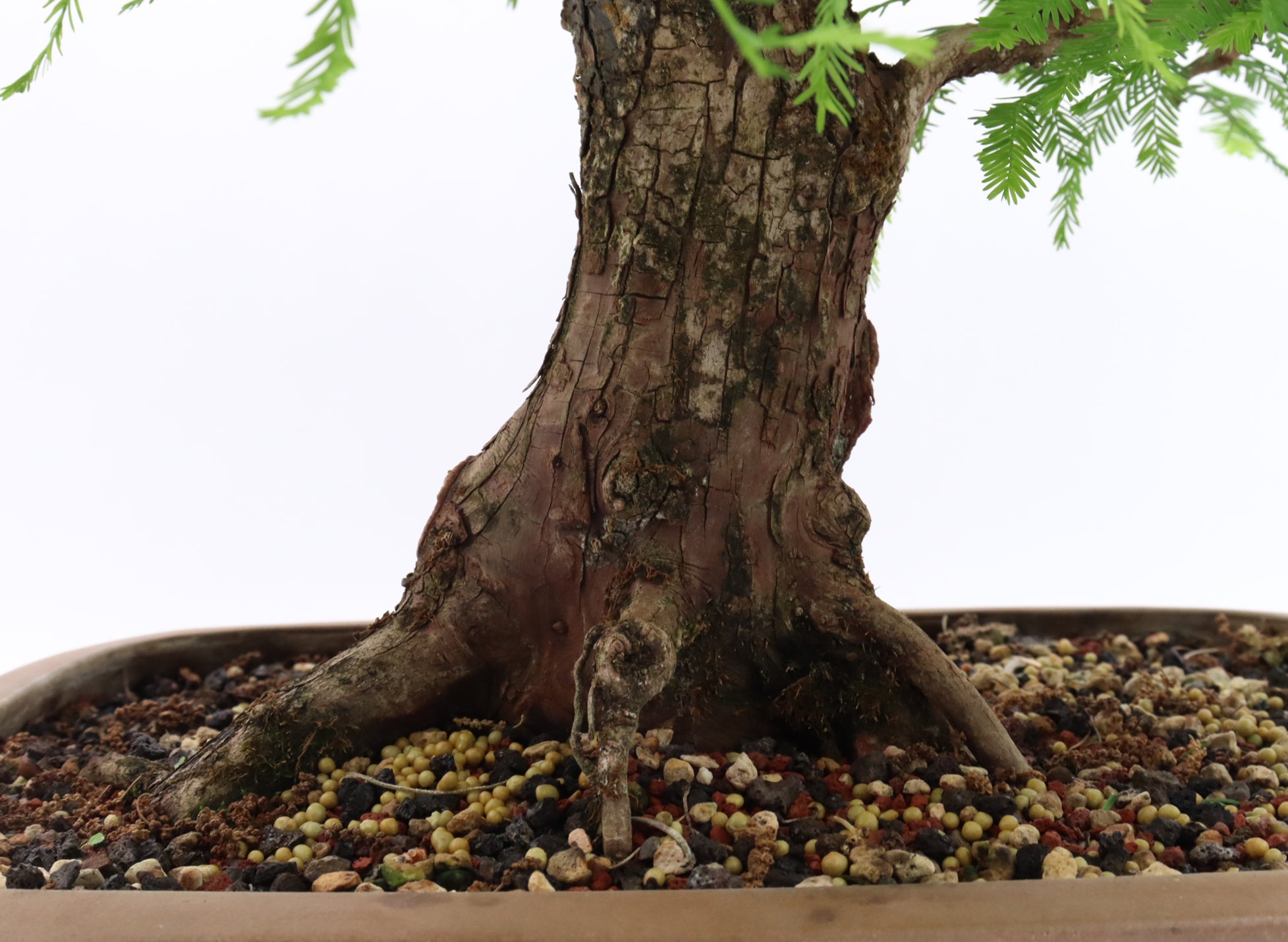 Large Bald Cypress Bonsai in a Fourteen and a Half Inch Pot | Schley's ...