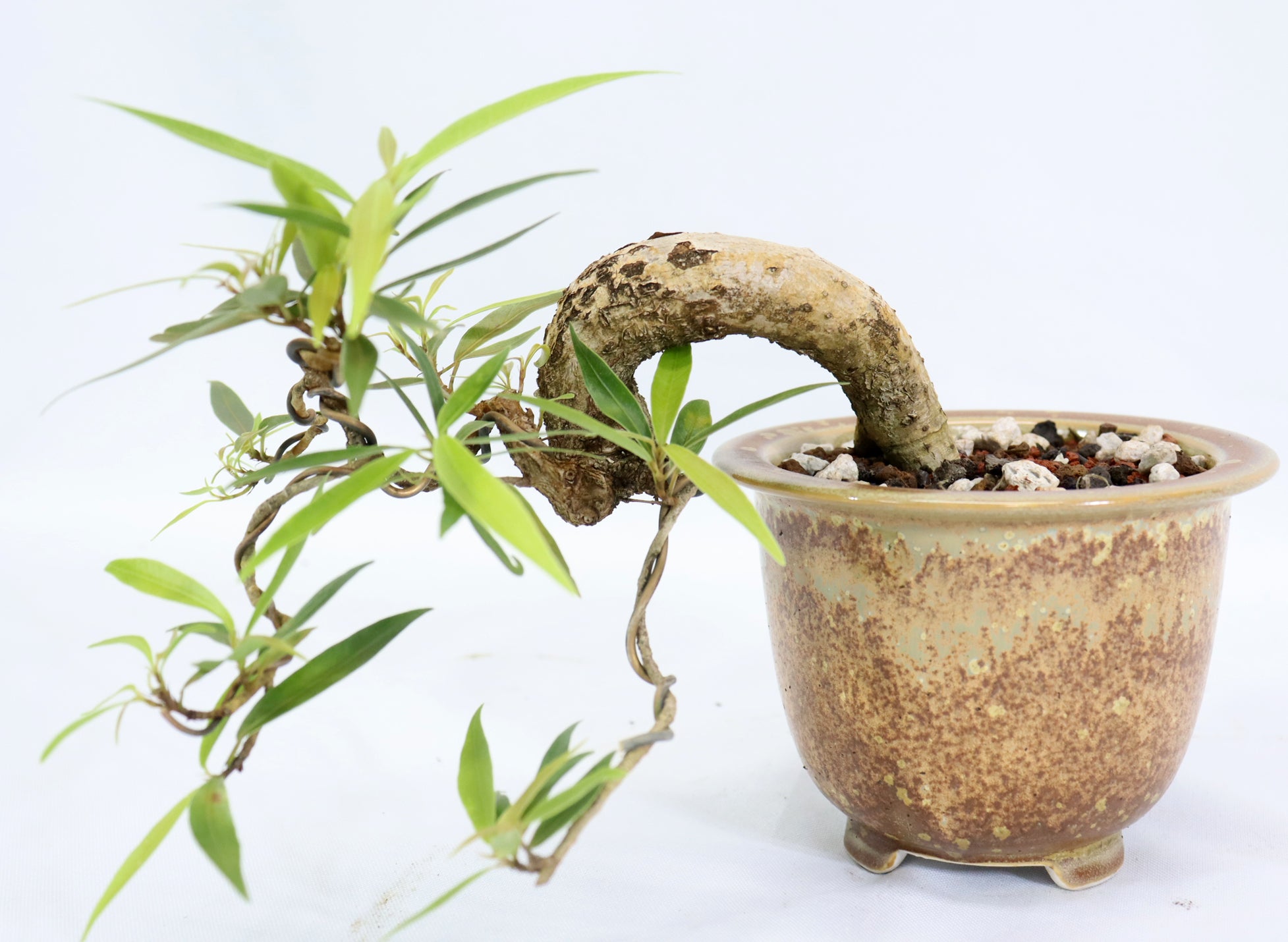 Willow Leaf Ficus in a Glazed Container