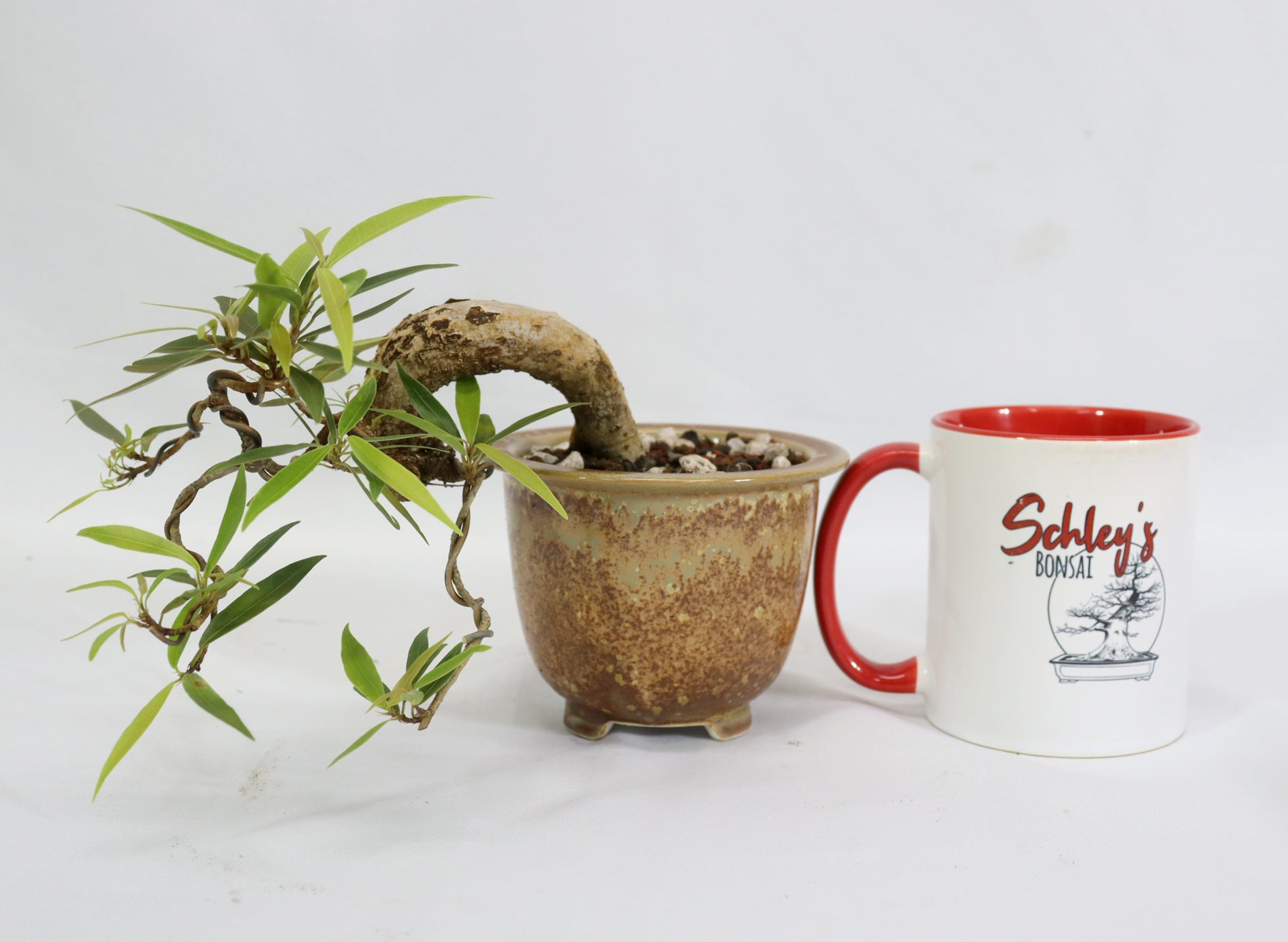 Willow Leaf Ficus in a Glazed Container