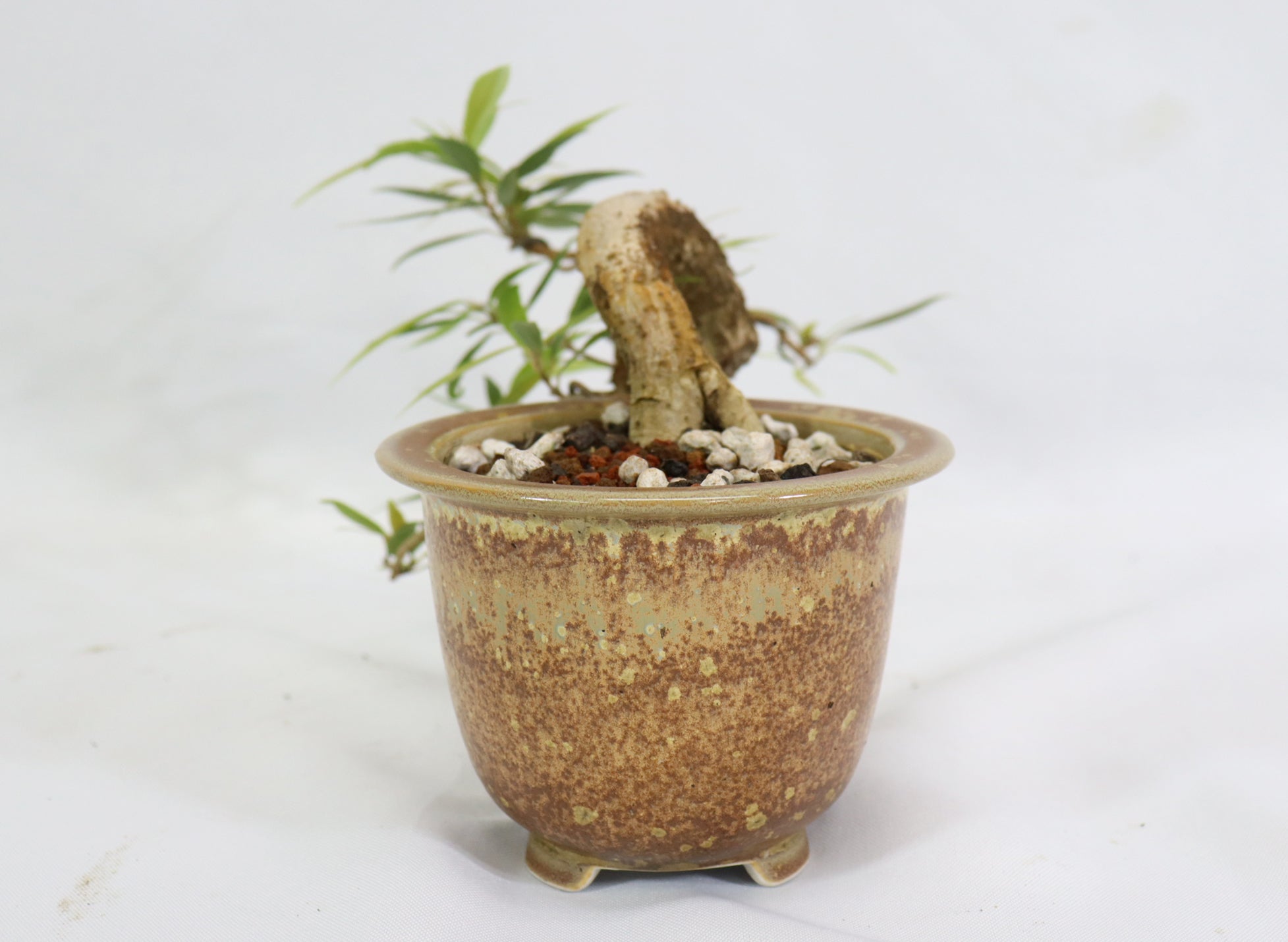 Willow Leaf Ficus in a Glazed Container