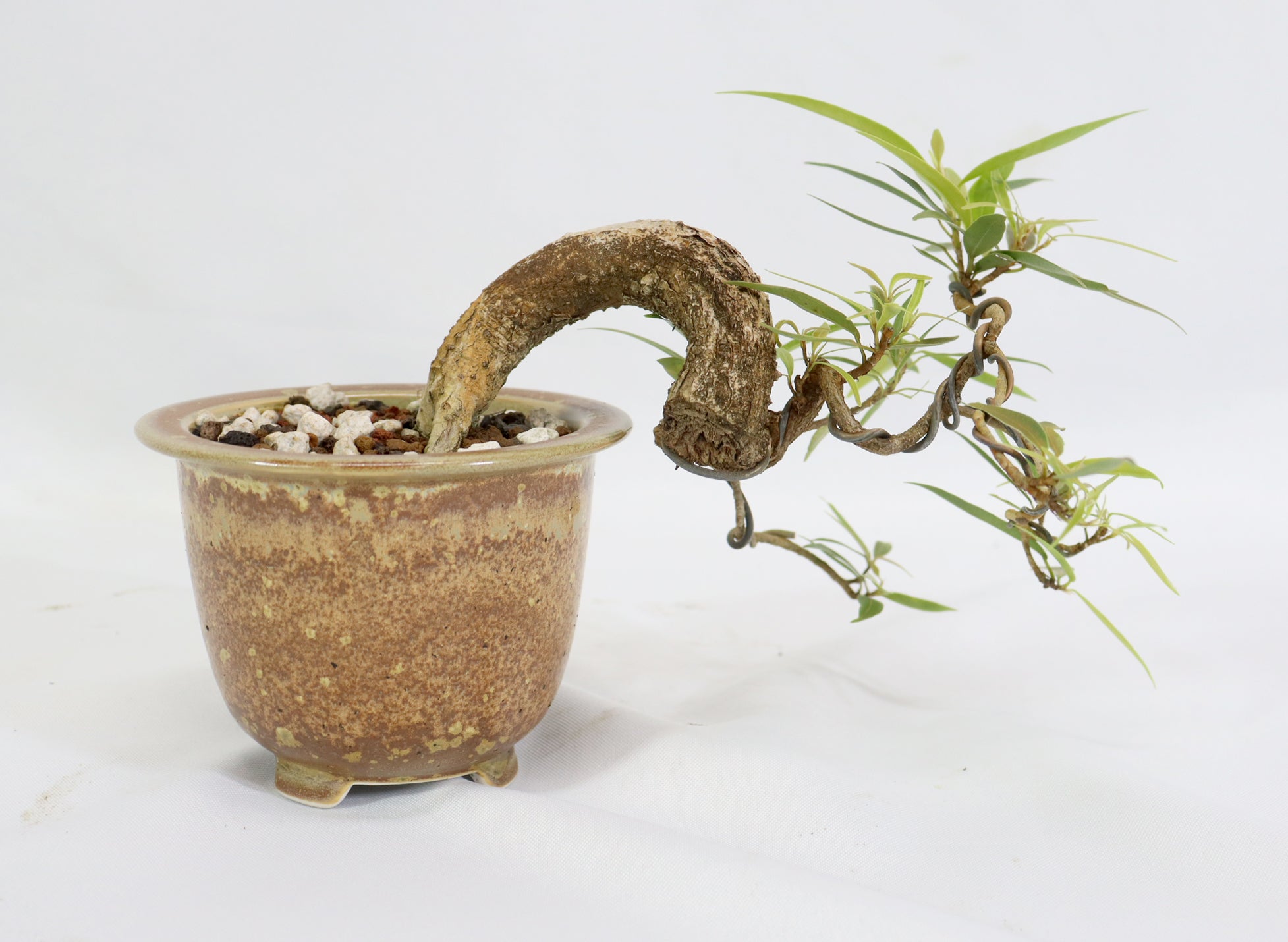 Willow Leaf Ficus in a Glazed Container